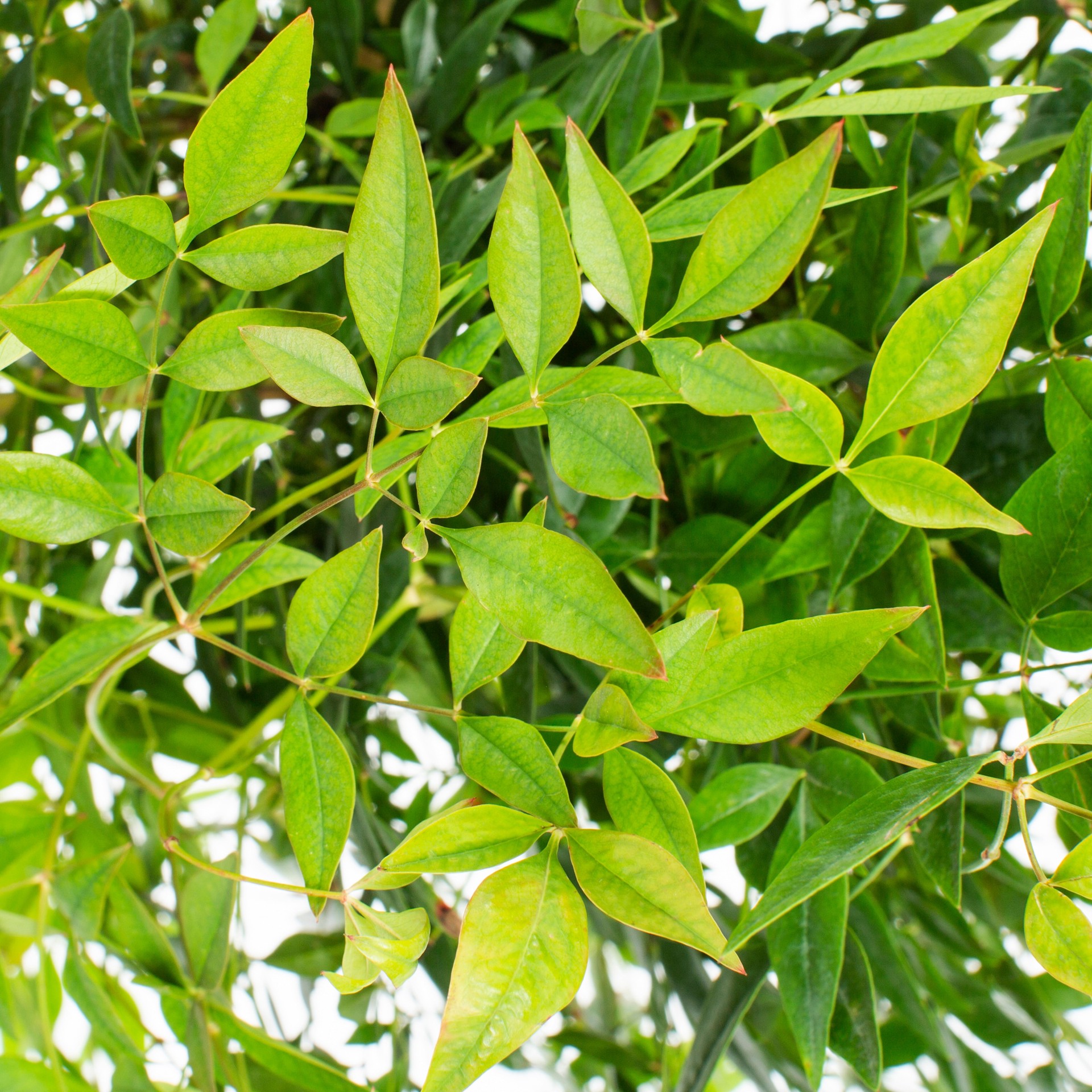 slide 2 of 2, Lowe's Gulf Stream Nandina Shrub in 2.25 -Gallon, 1 ct