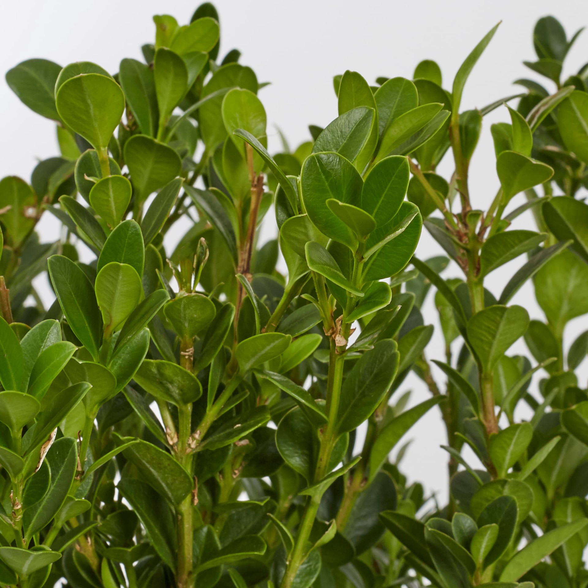 slide 2 of 2, Lowe's Japanese Boxwood Shrub in 2.5-Quart, 1 ct