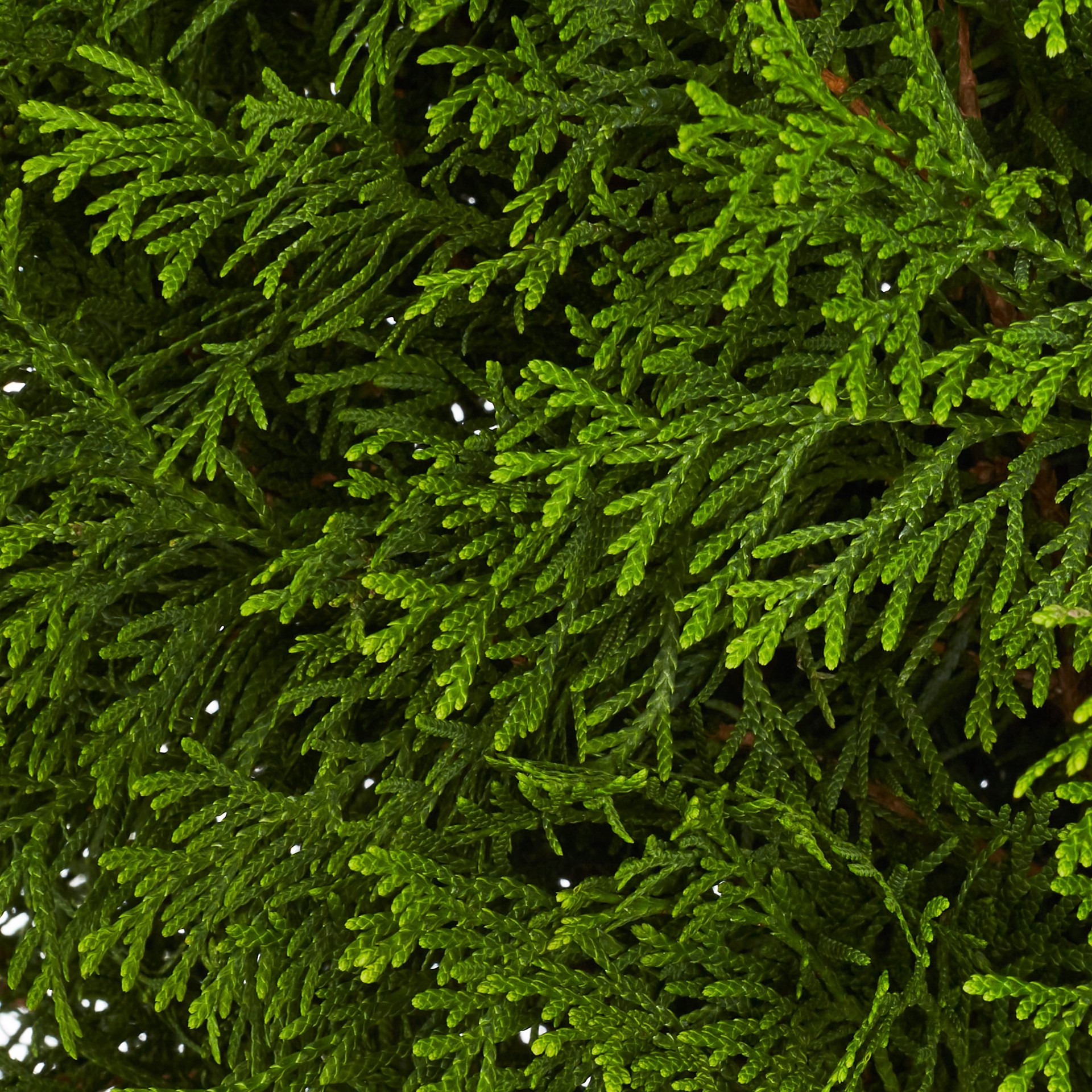 slide 2 of 4, Lowe's Emerald Green Arborvitae Screening Shrub in 2.5 -Quart Pot 1 -Pack, 1 ct