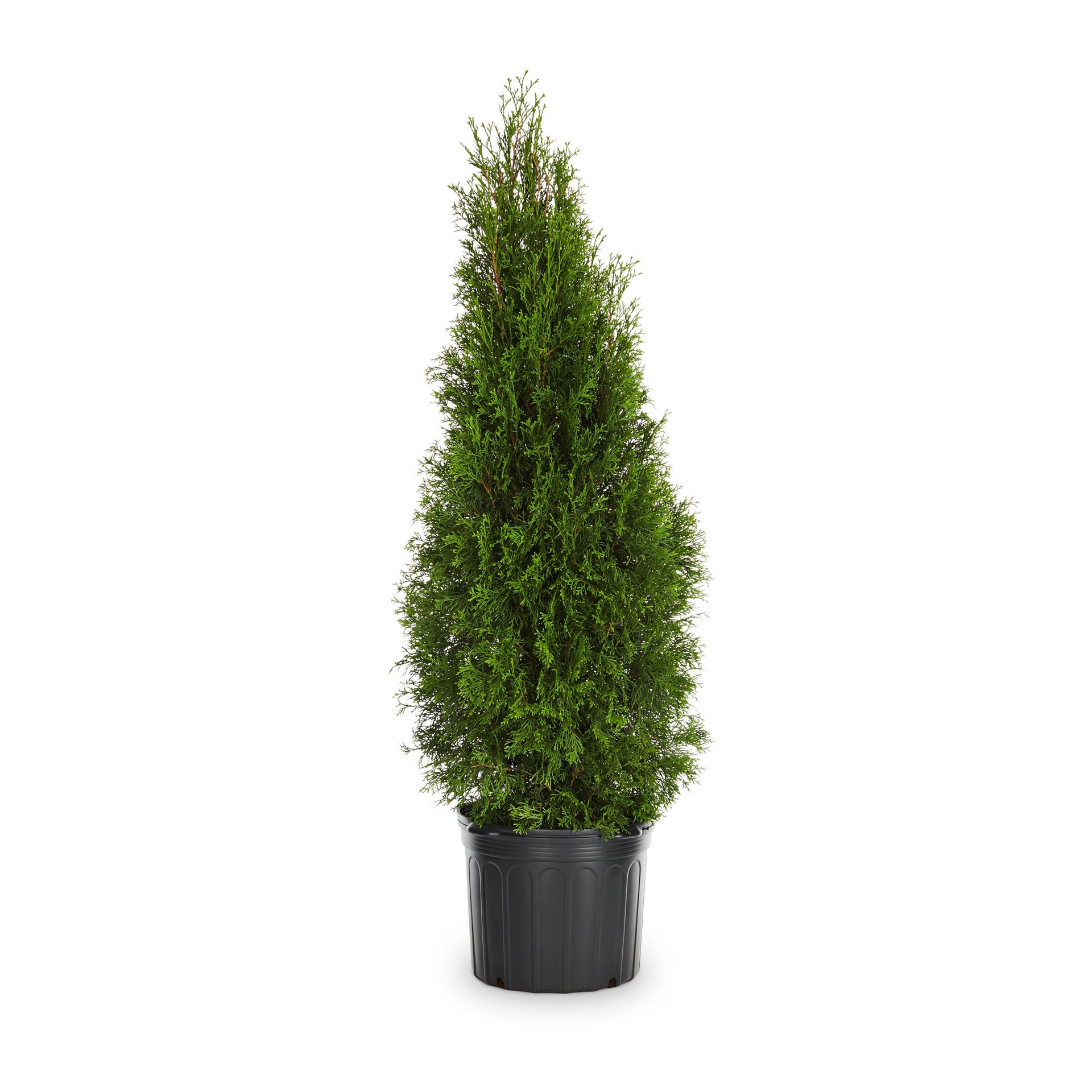 slide 1 of 4, Lowe's Emerald Green Arborvitae Screening Shrub in 2.5 -Quart Pot 1 -Pack, 1 ct