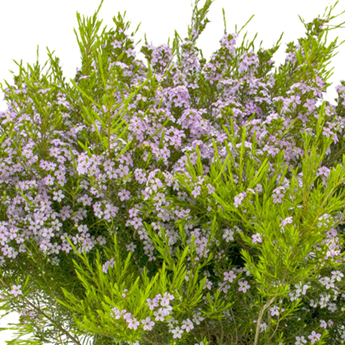 slide 2 of 2, Lowe's Breath of Heaven Shrub in 2.5 -Quart, 1 ct