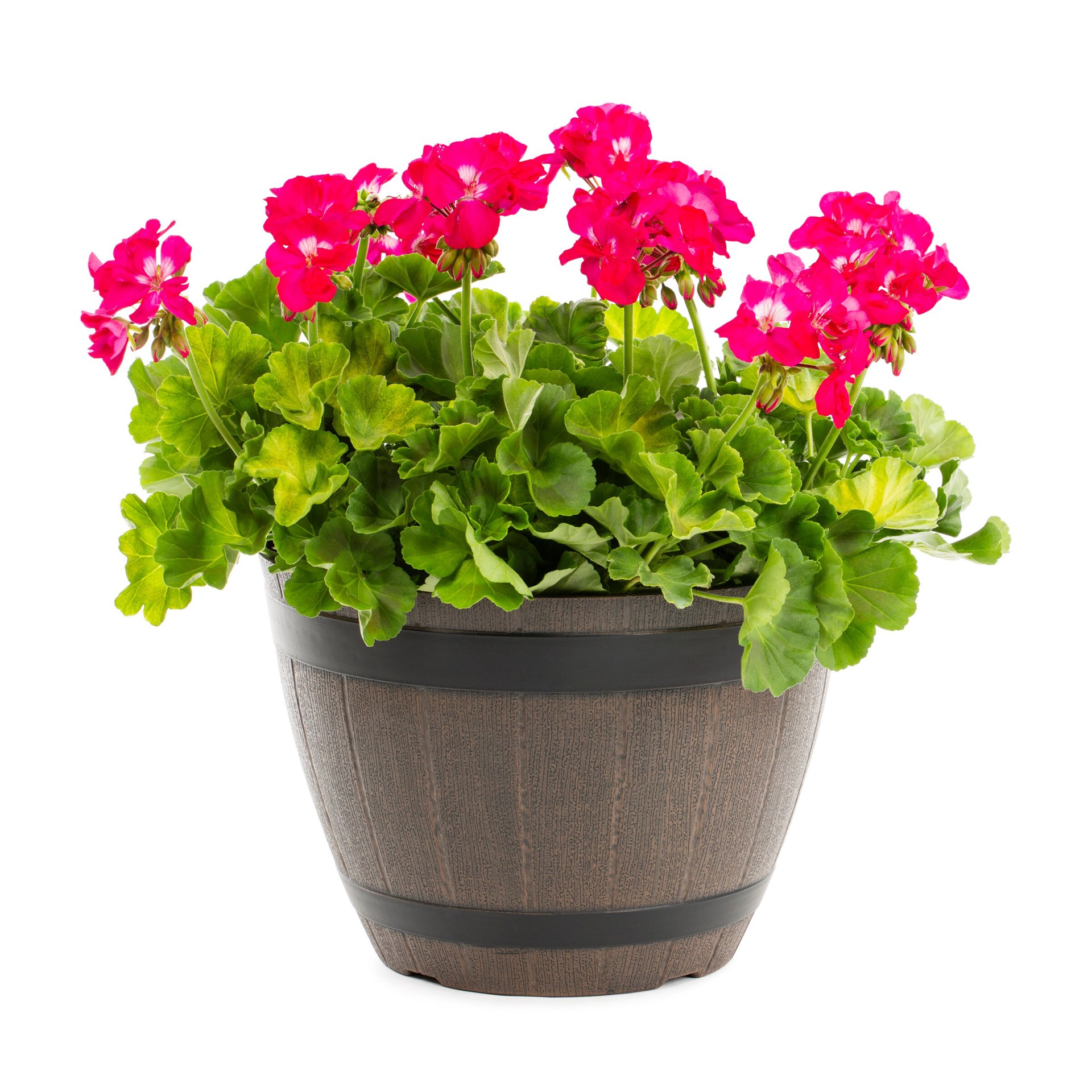 slide 2 of 3, Lowe's Multicolor Geranium in 2.5-Gallons Planter, 1 ct