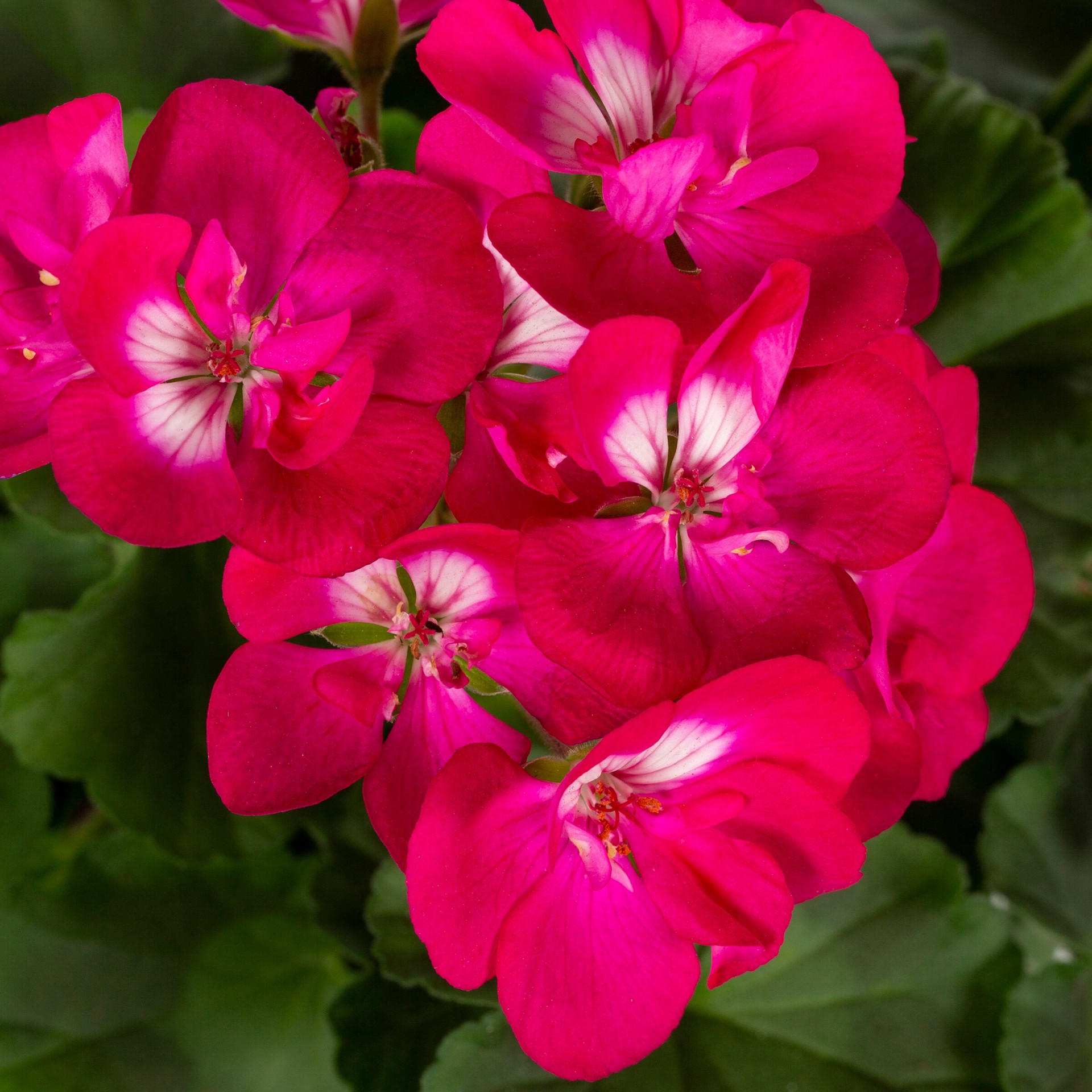 slide 3 of 3, Lowe's Multicolor Geranium in 2.5-Gallons Planter, 1 ct
