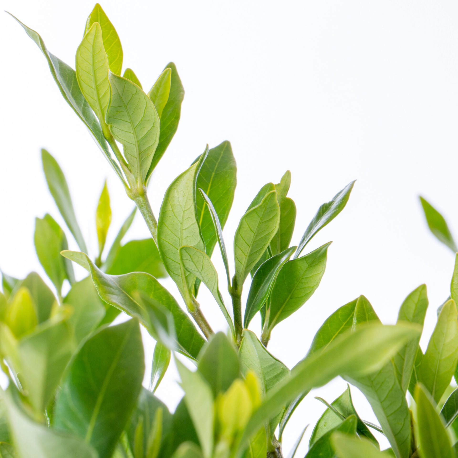 slide 2 of 4, Southern Living Fool Proof Gardenia Flowering Shrub in 2 -Gallon Pot 1 -Pack with White Blooms, 1 ct