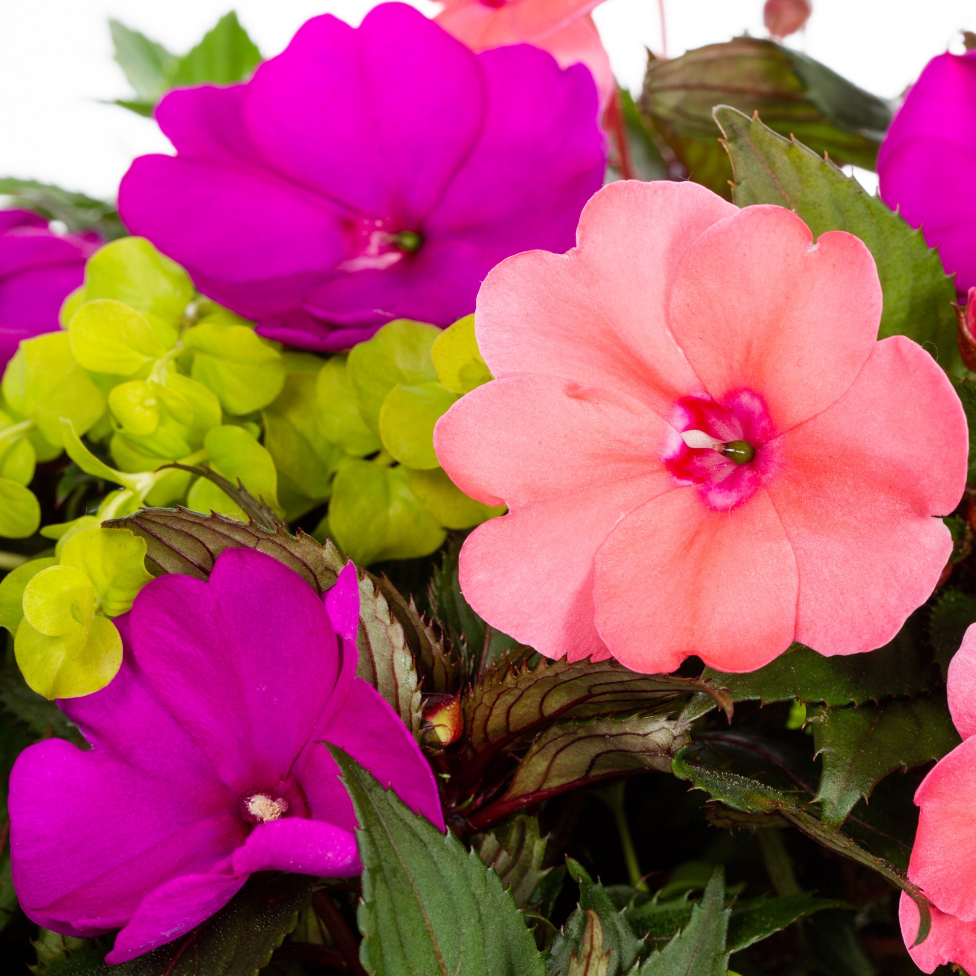 slide 2 of 2, Lowe's Sunpatiens Best Friend in 2 Gallon(s), 1 ct