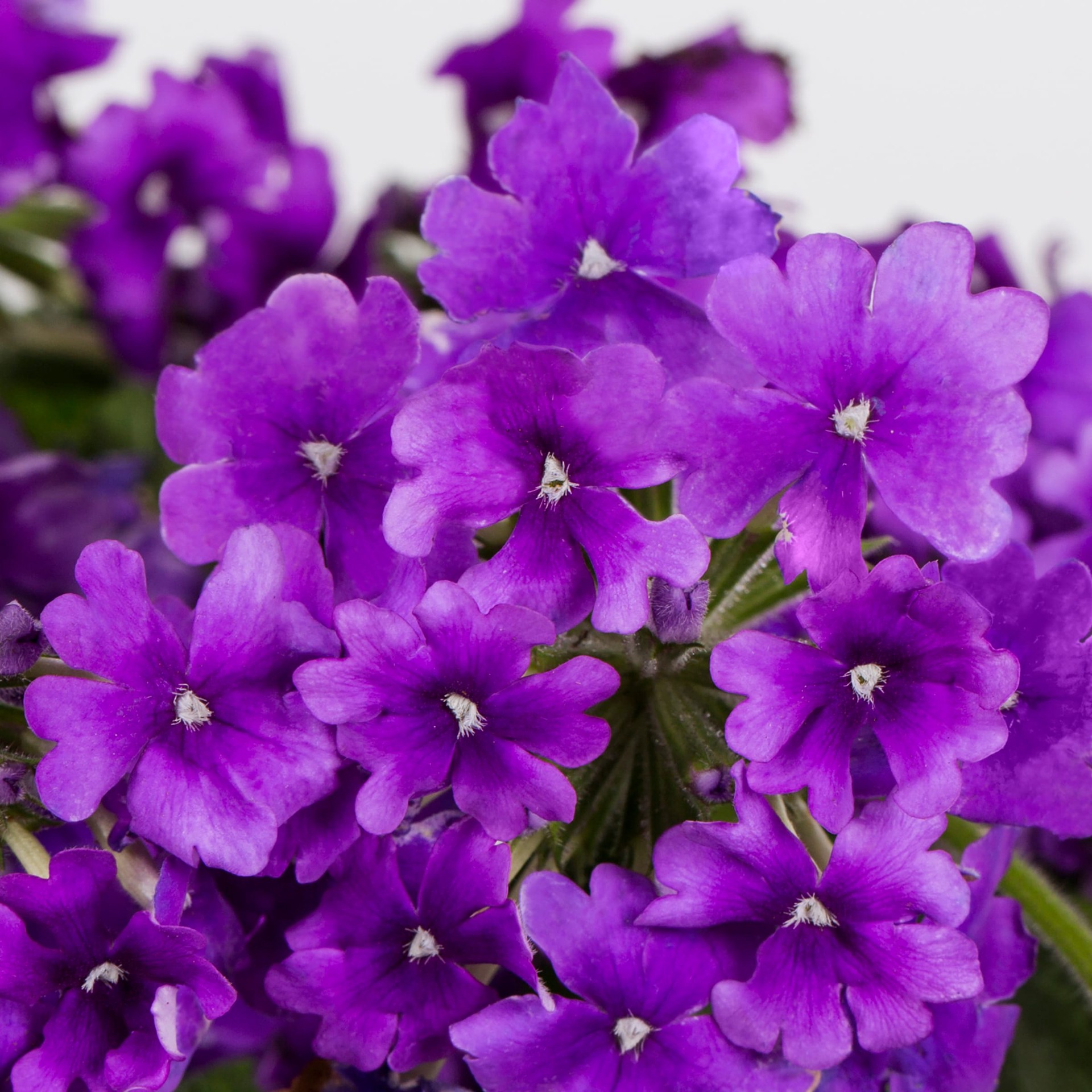 slide 2 of 2, Lowe's Multicolor Verbena in 8 -Pack Tray 8 -Pack, 1 ct