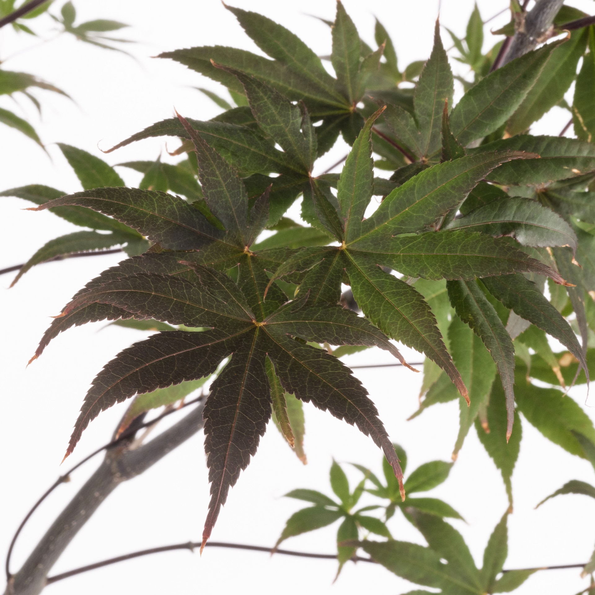 slide 2 of 4, Lowe's 2.25 -Gallon Multicolor Feature Japanese Maple In pot (with soil), 1 ct