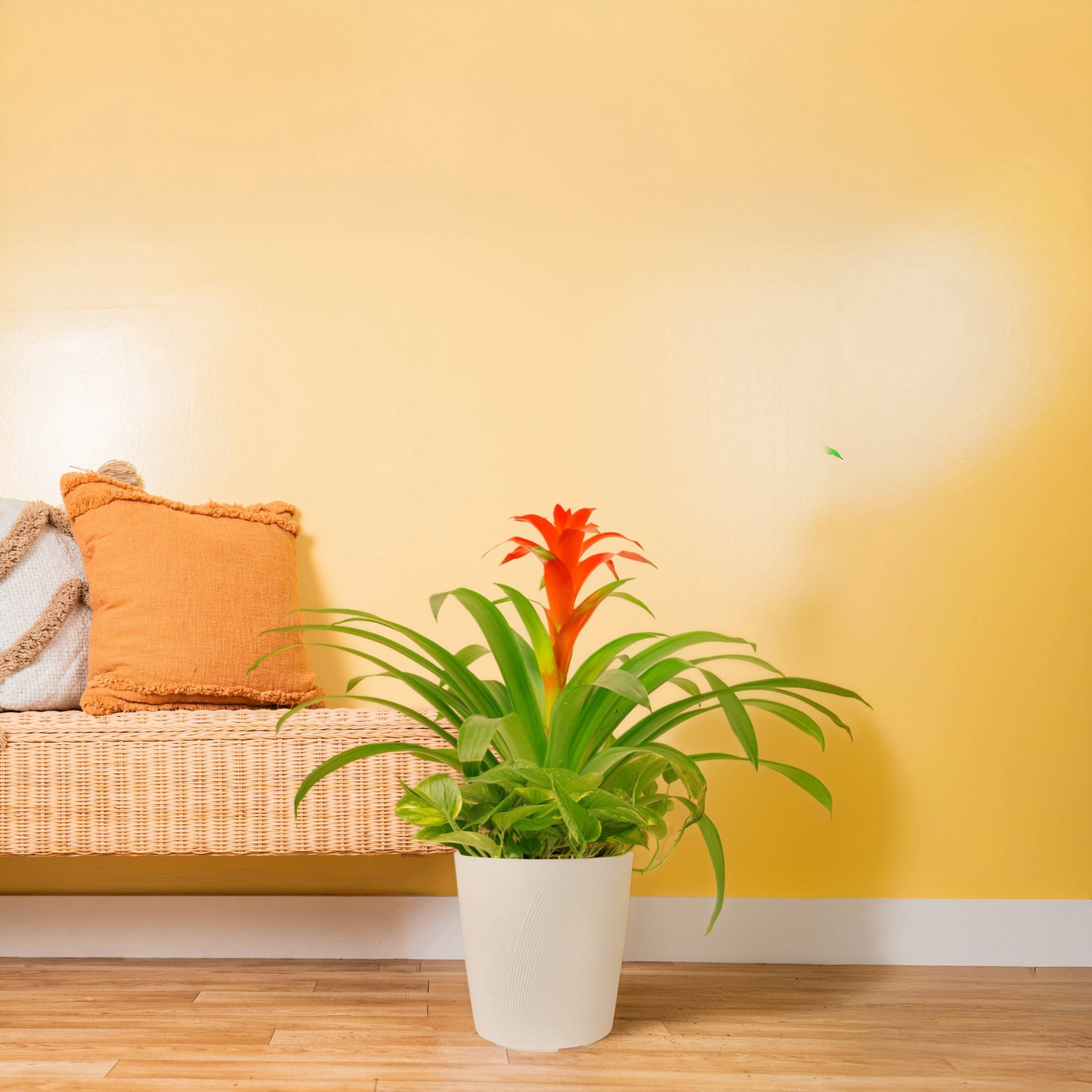 slide 4 of 6, Costa Farms Mixed Specialty Foliage Combo House plant in 2.1 Gallon(s) Pot 2 -Pack, 1 ct