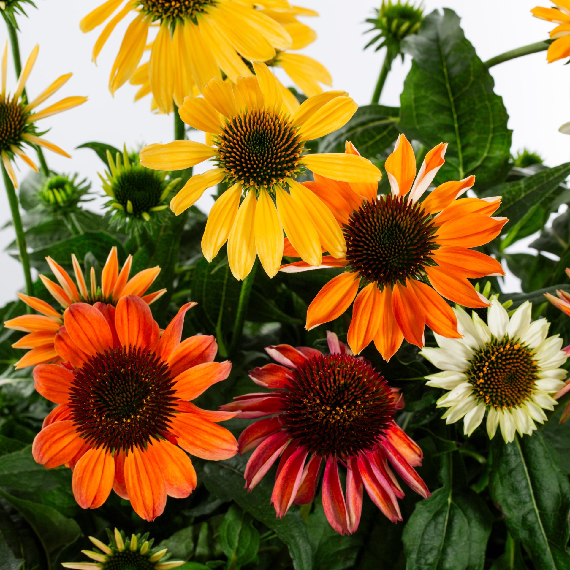 slide 2 of 4, Lowe's Multicolor Coneflower Plant in 2.50 -Gallon Planter 1.0 -Pack, 1 ct