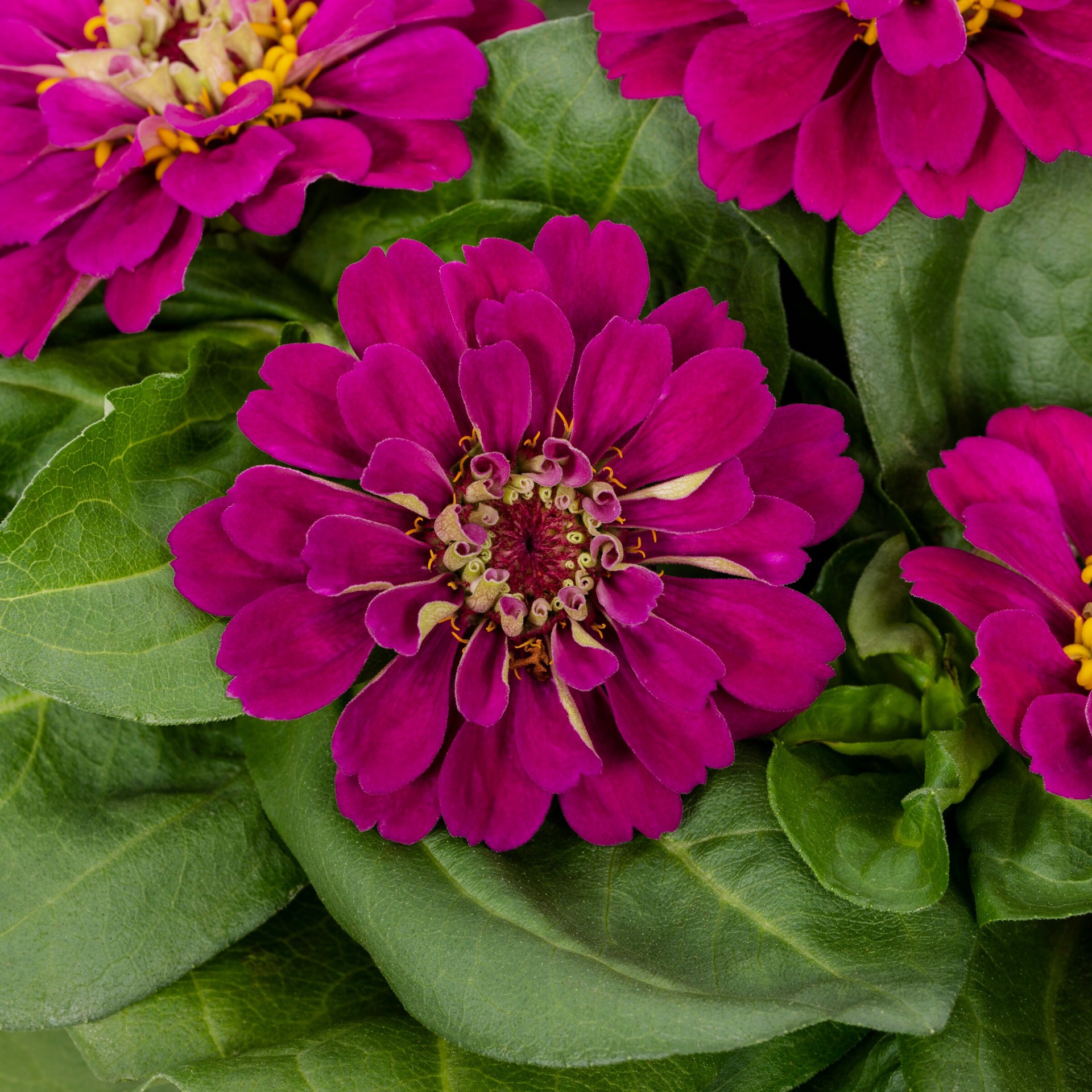 slide 2 of 4, Lowe's Multicolor Zinnia in 1.15 Gallon(s) Planter 3 -Pack, 1 ct