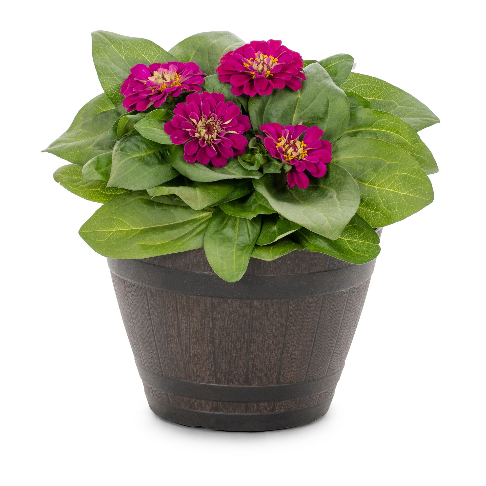 slide 3 of 4, Lowe's Multicolor Zinnia in 1.15 Gallon(s) Planter 3 -Pack, 1 ct