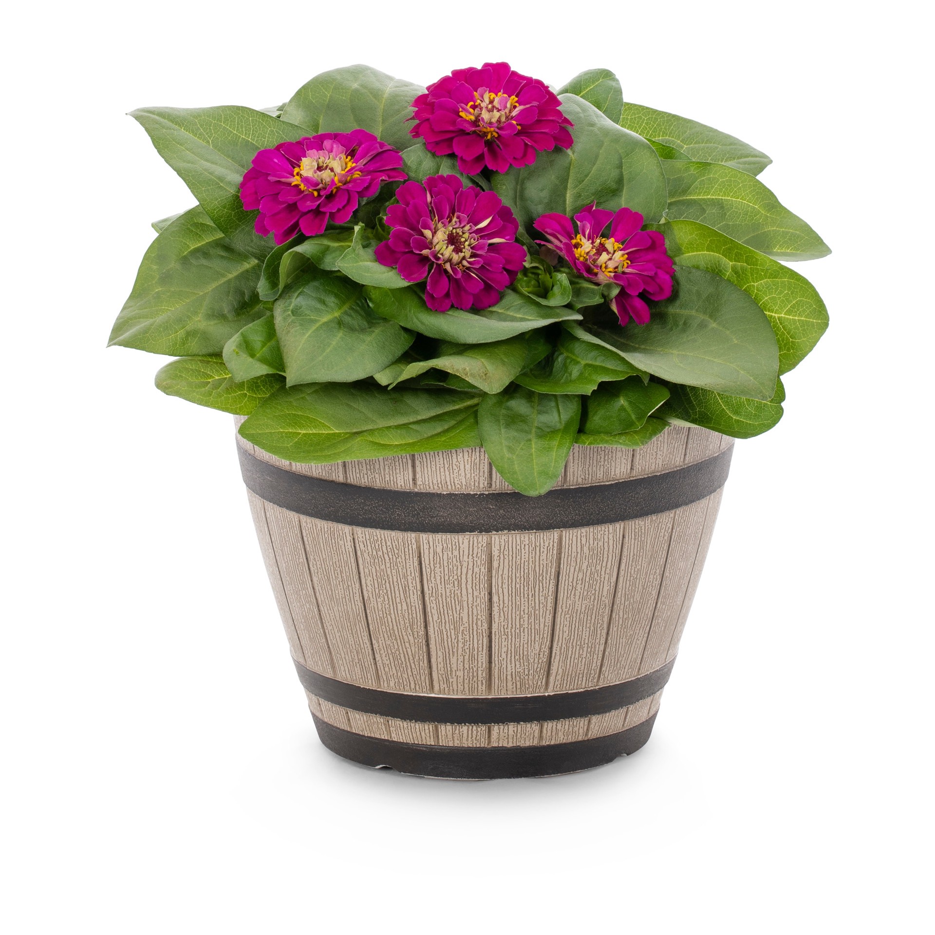 slide 1 of 4, Lowe's Multicolor Zinnia in 1.15 Gallon(s) Planter 3 -Pack, 1 ct
