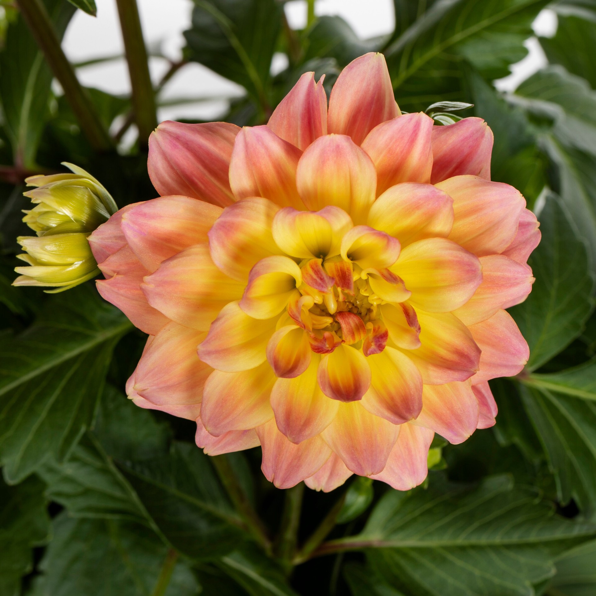 slide 2 of 3, Lowe's Multicolor Dahlia in 1.15-Gallon Planter, 1 ct