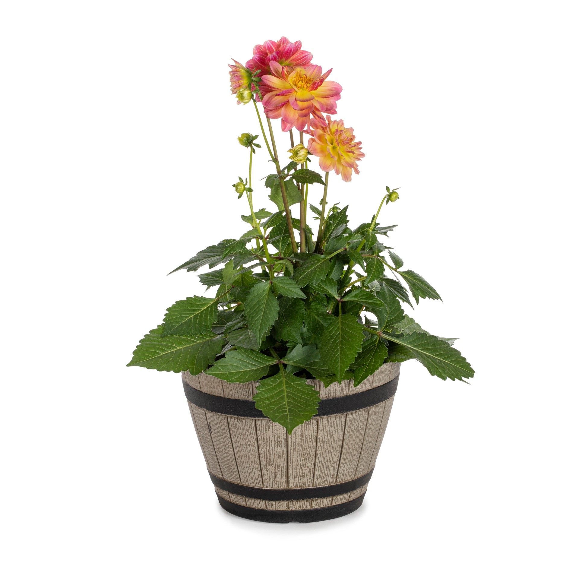 slide 3 of 3, Lowe's Multicolor Dahlia in 1.15-Gallon Planter, 1 ct