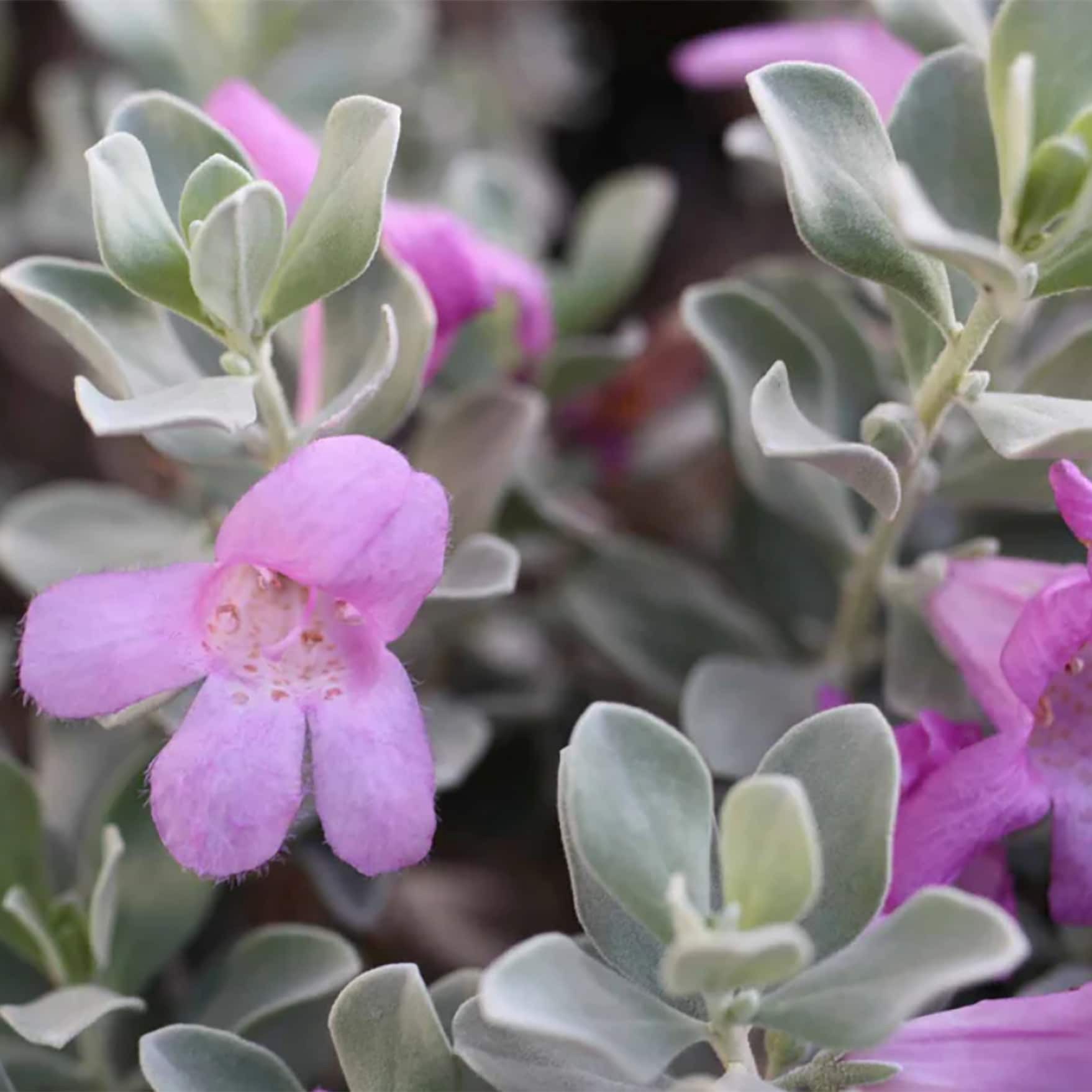 slide 2 of 4, Lowe's Silverado Texas Sage Flowering Shrub in 6.08 -Gallon Pot 1 -Pack with Purple Blooms, 1 ct