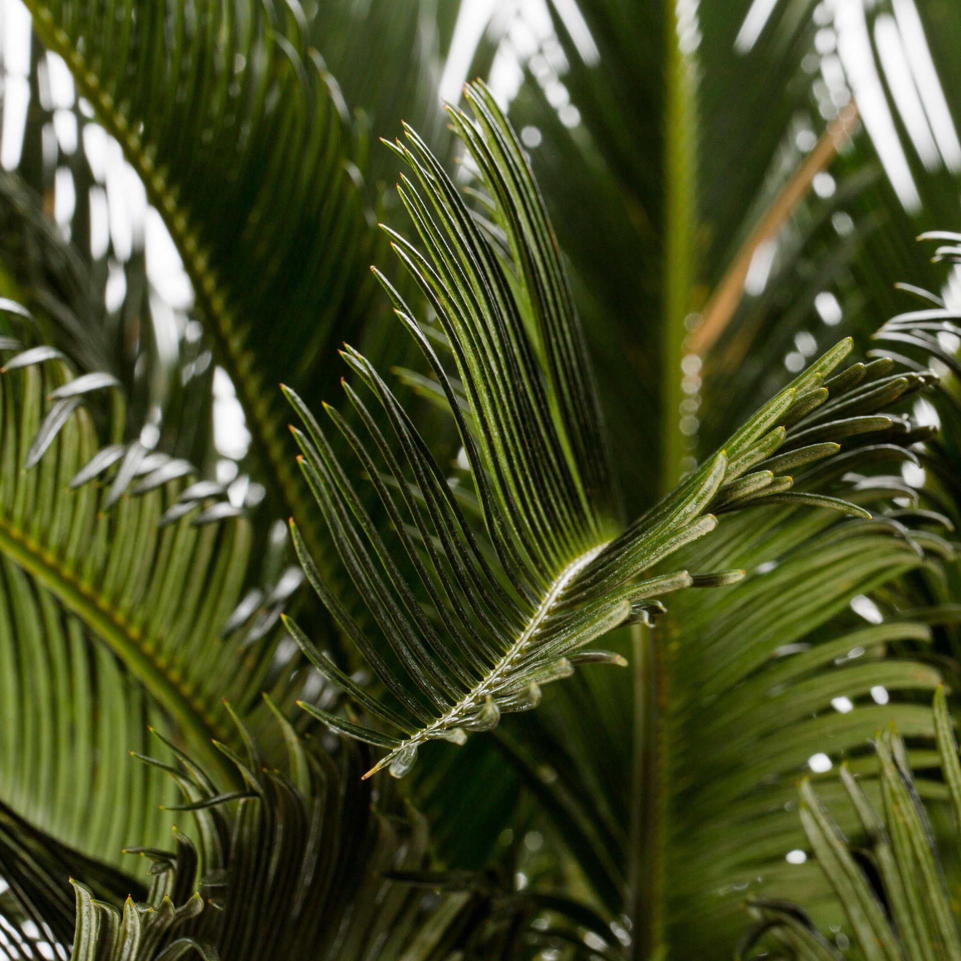 slide 2 of 2, Lowe's 3.25 -Gallon King Palm, 1 ct