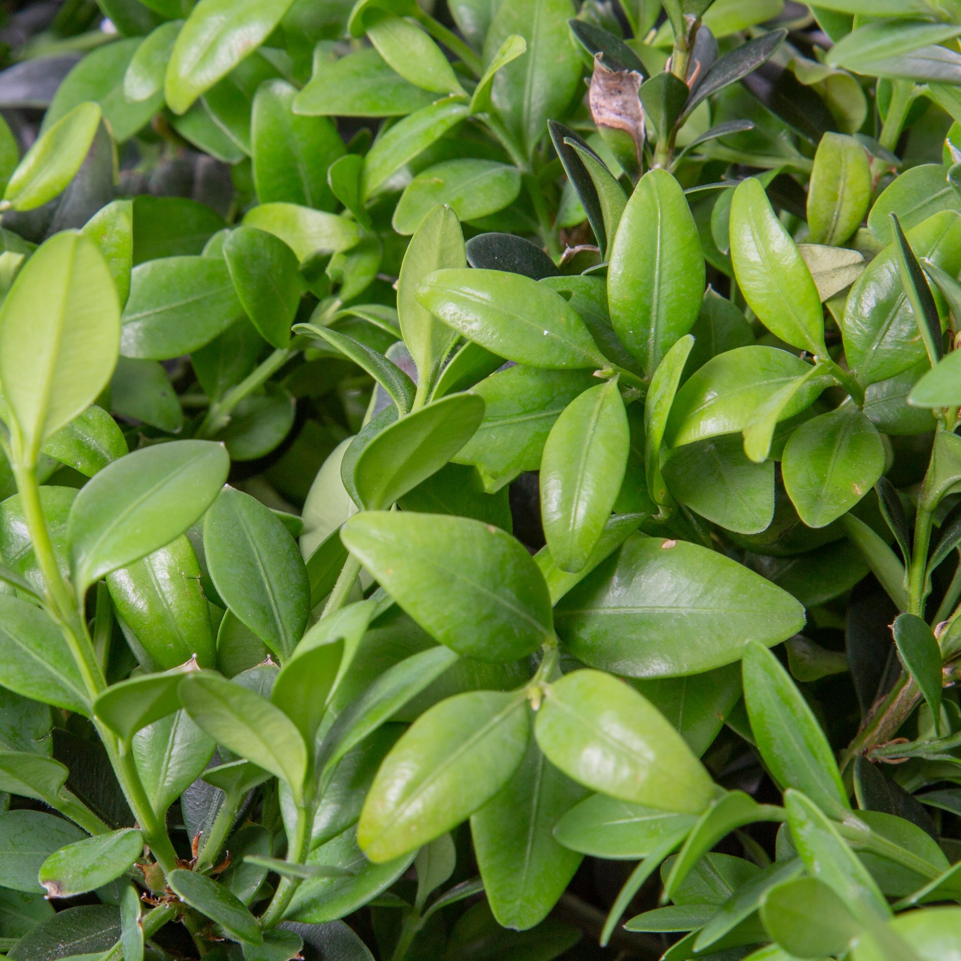 slide 2 of 4, Lowe's Green Mountain Boxwood Foundation/Hedge Shrub in 2.25 -Gallon Pot 1 -Pack with Multicolor Blooms, 1 ct