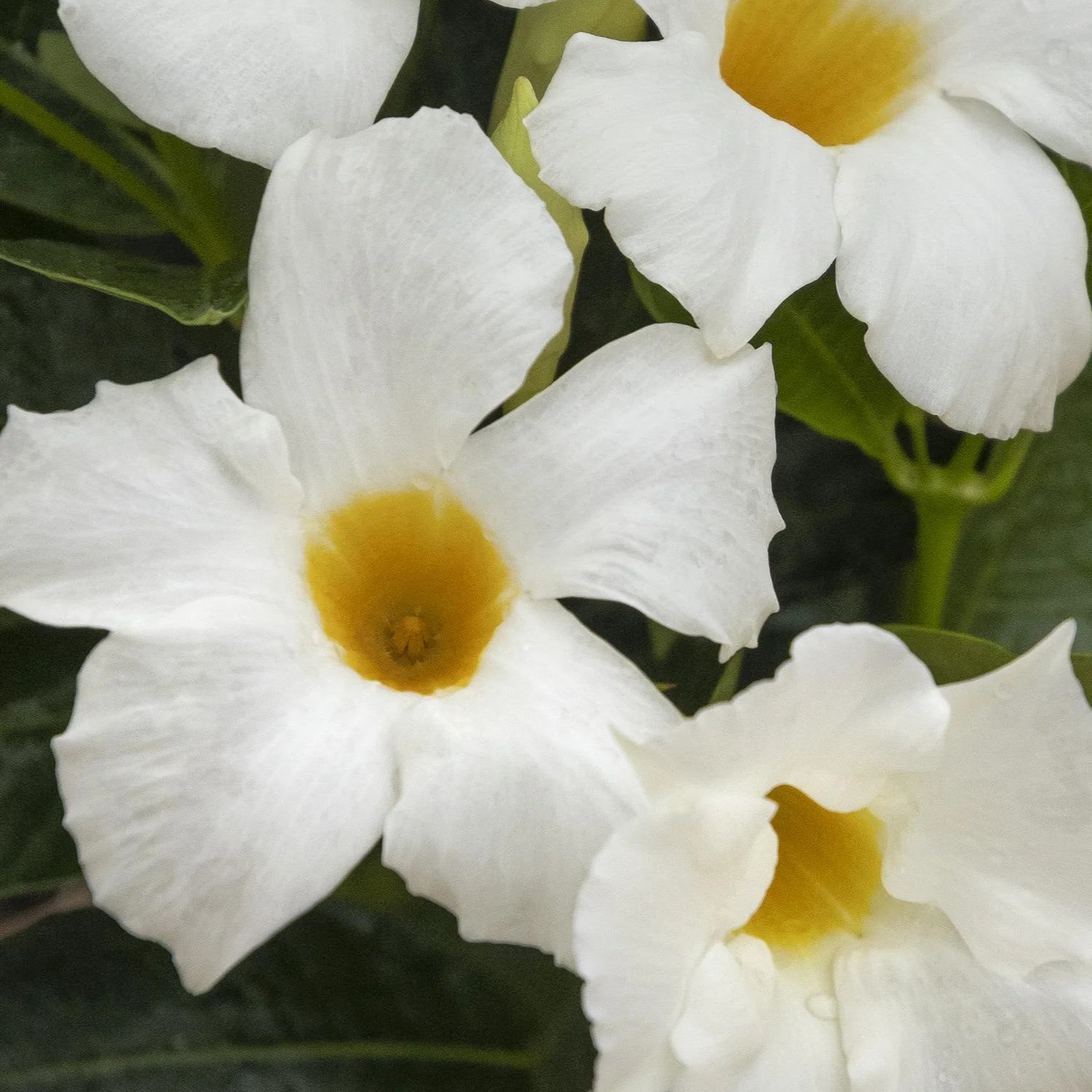 slide 2 of 4, Monrovia 1.73 -Gallon Pot Sun Parasol White Mandevilla L26887, 1 ct