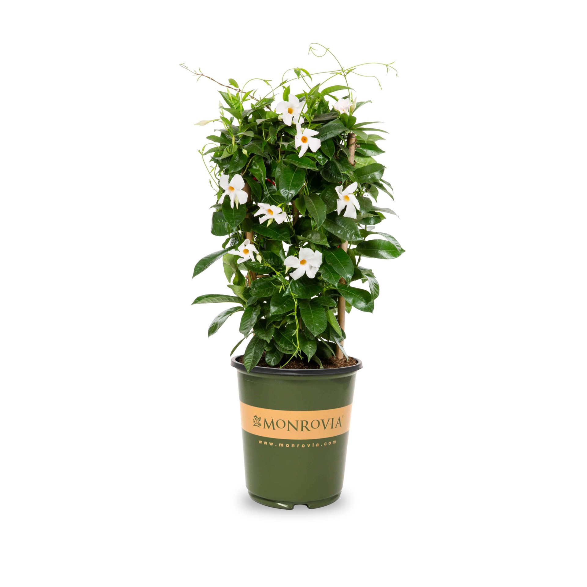 slide 1 of 4, Monrovia 1.73 -Gallon Pot Sun Parasol White Mandevilla L26887, 1 ct