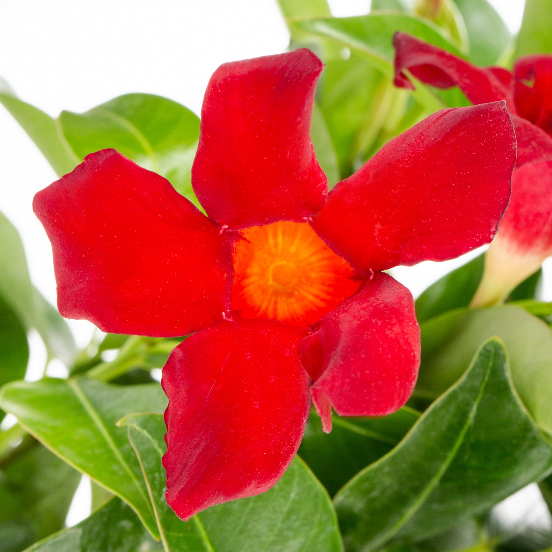 slide 2 of 4, Lowe's Mandevilla Flowering Shrub in 3.27 -Gallon Planter 1.0 -Pack with Multicolor Blooms, 1 ct