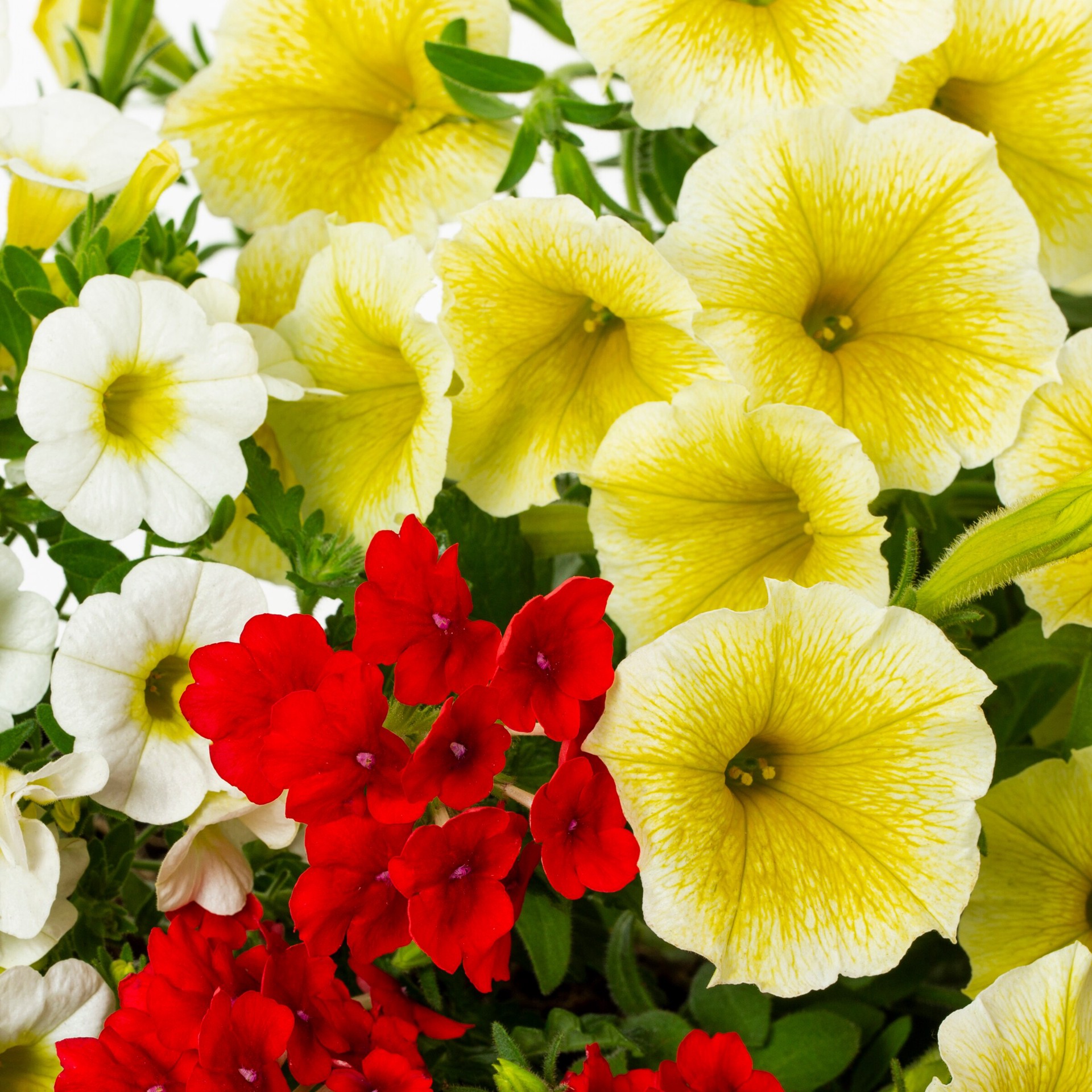 slide 2 of 4, Lowe's Multicolor Calibrachoa, Petunia, Verbena in 2.5 Gallon(s) Planter 1 -Pack, 1 ct