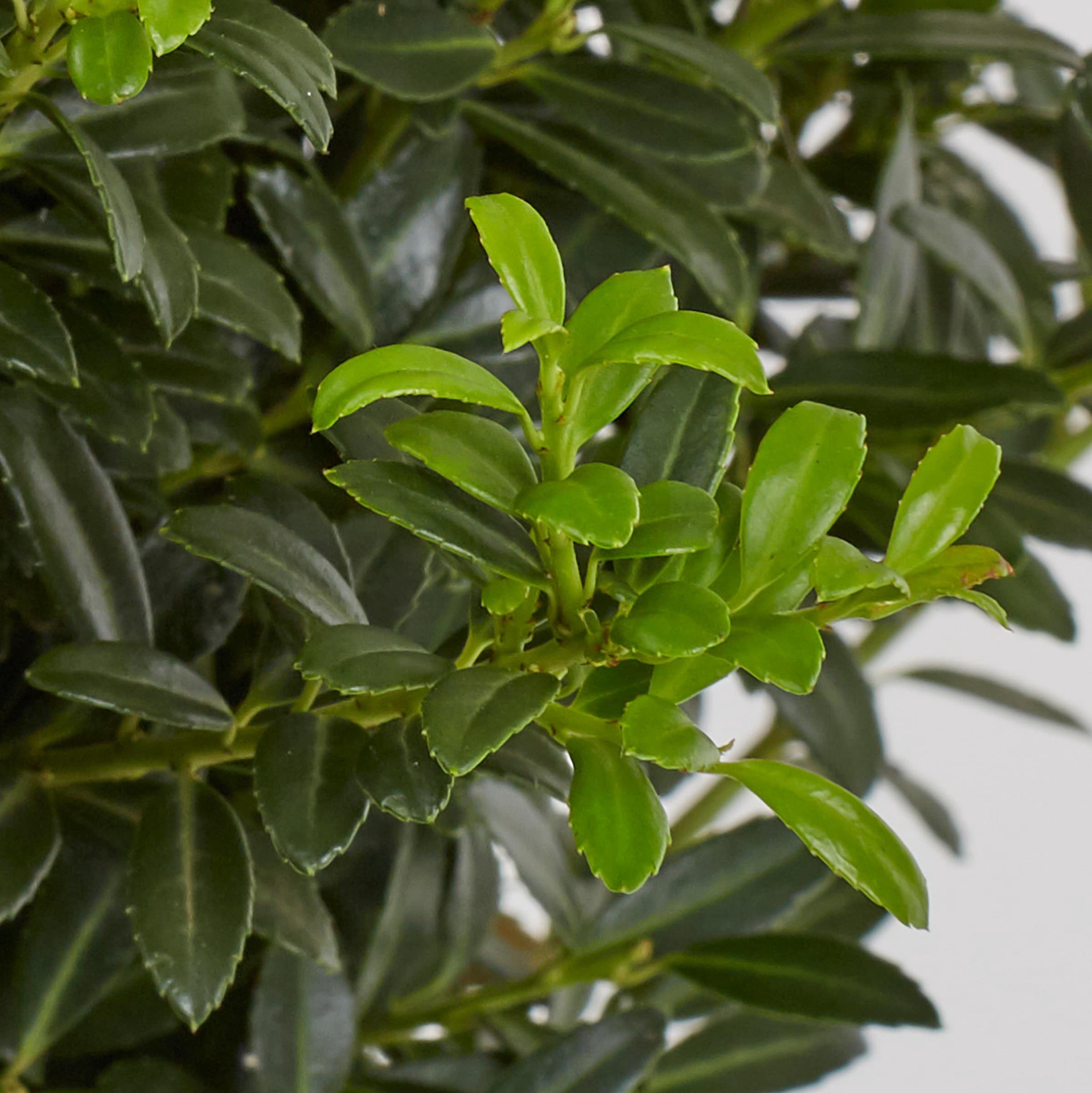 slide 2 of 4, Lowe's Soft Touch Holly Feature Shrub in 6.08 -Gallon Pot 1 -Pack with White Blooms, 1 ct