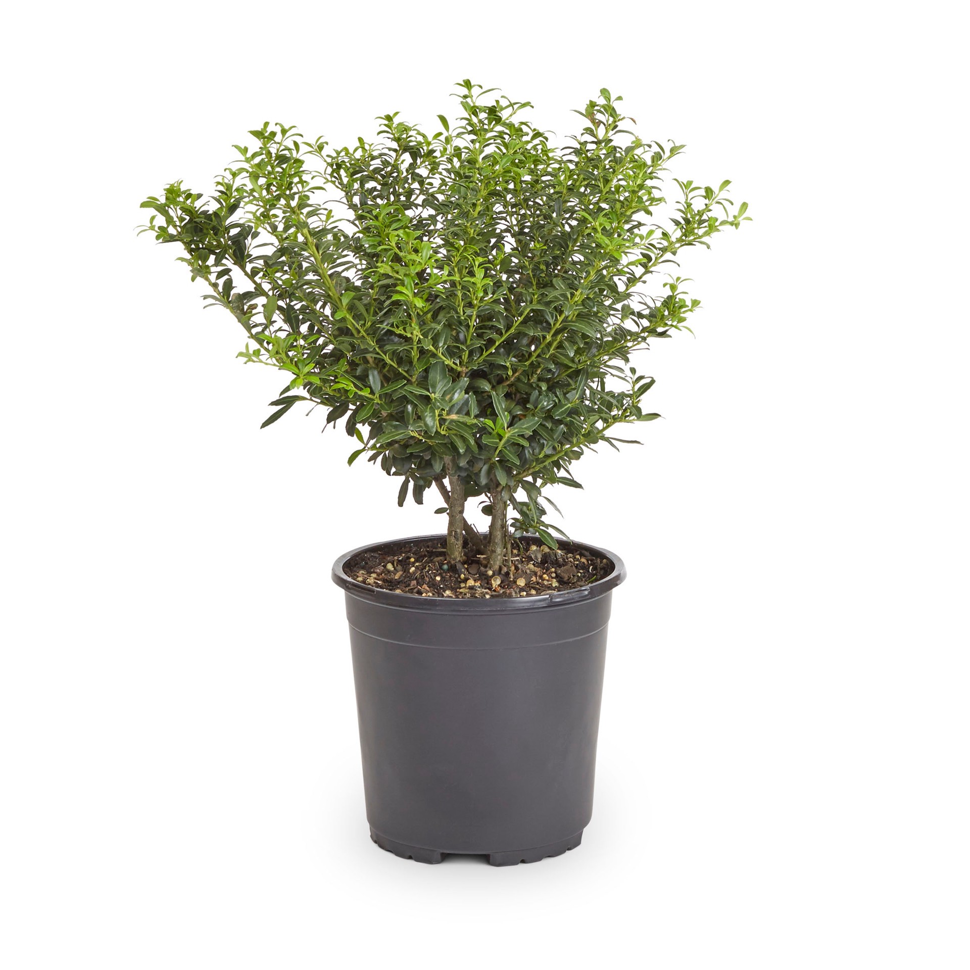 slide 1 of 4, Lowe's Soft Touch Holly Feature Shrub in 6.08 -Gallon Pot 1 -Pack with White Blooms, 1 ct
