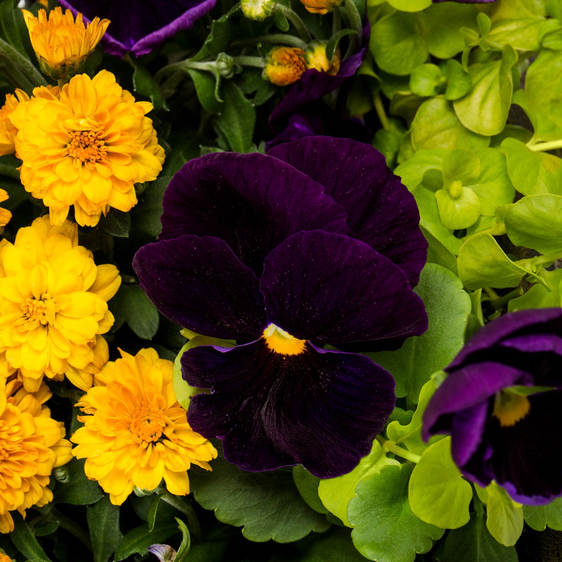 slide 2 of 4, Lowe's Multicolor Mixed Annuals Combo in 2 Gallon(s) Hanging basket 12 -Pack, 1 ct