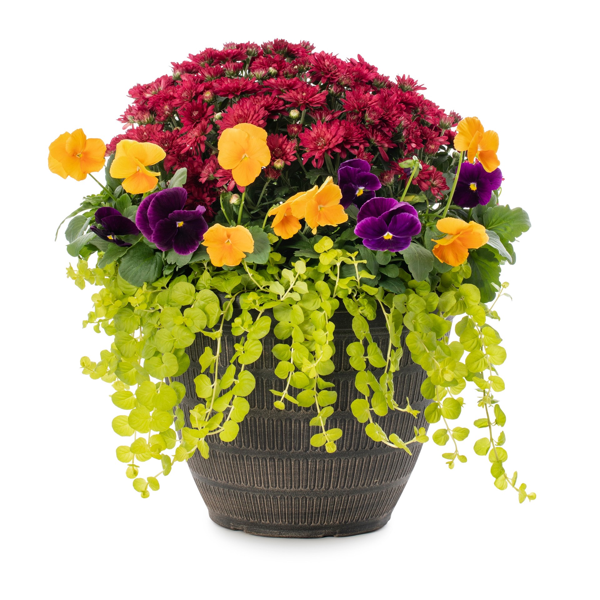 slide 4 of 4, Lowe's Multicolor Mixed Annuals Combo in 2 Gallon(s) Hanging basket 12 -Pack, 1 ct