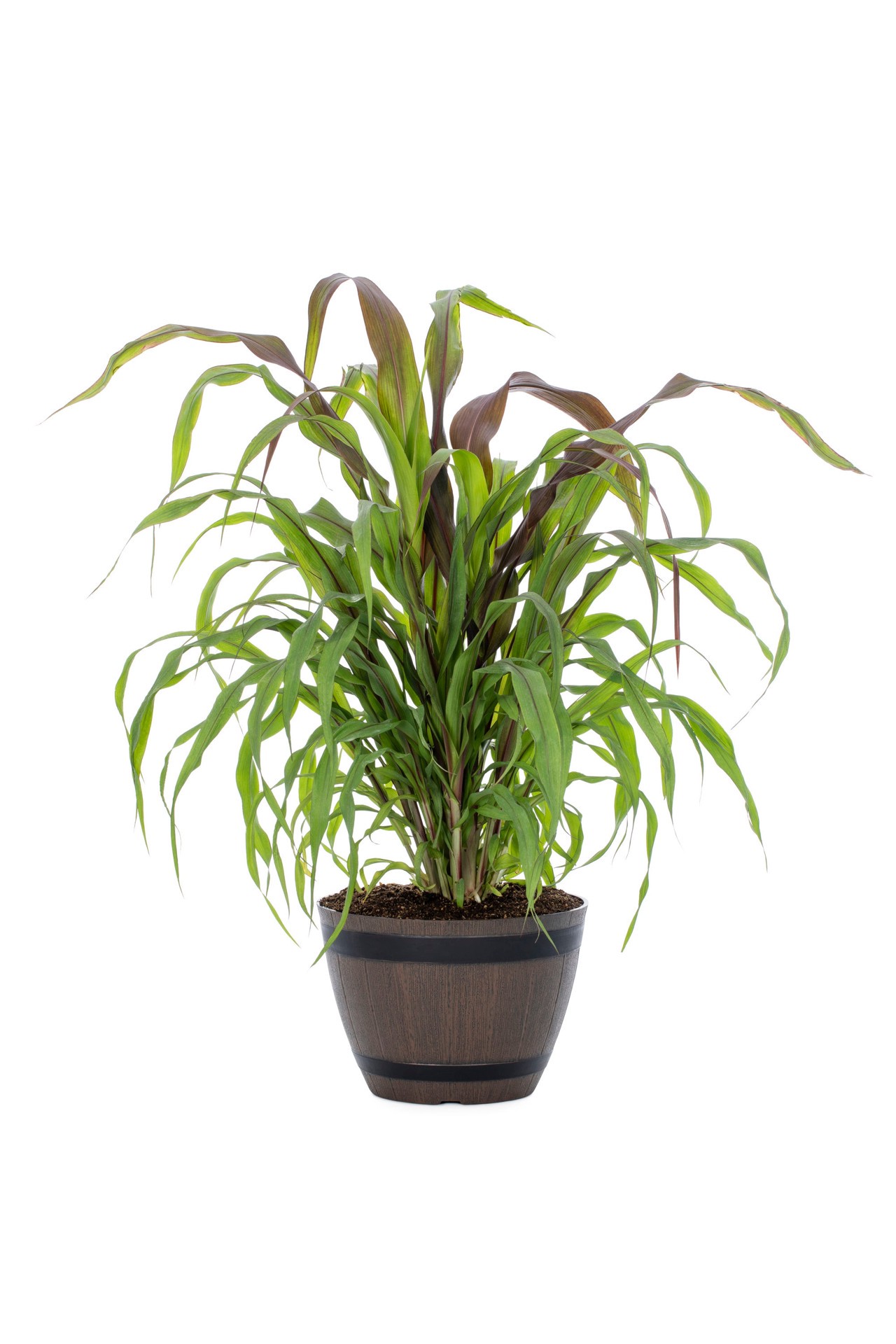 slide 2 of 3, Lowe's Multicolor Millet in 3 Gallon(s) Planter 1 -Pack, 1 ct