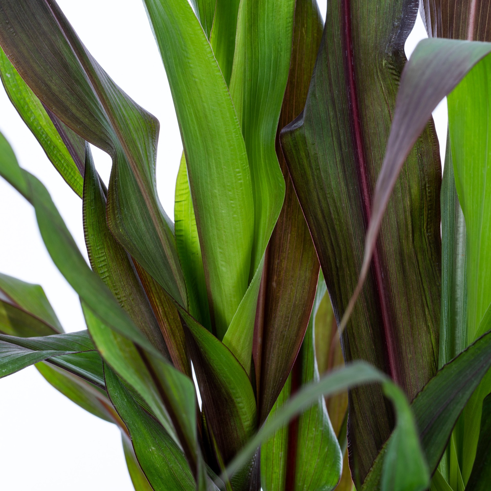 slide 3 of 3, Lowe's Multicolor Millet in 3 Gallon(s) Planter 1 -Pack, 1 ct