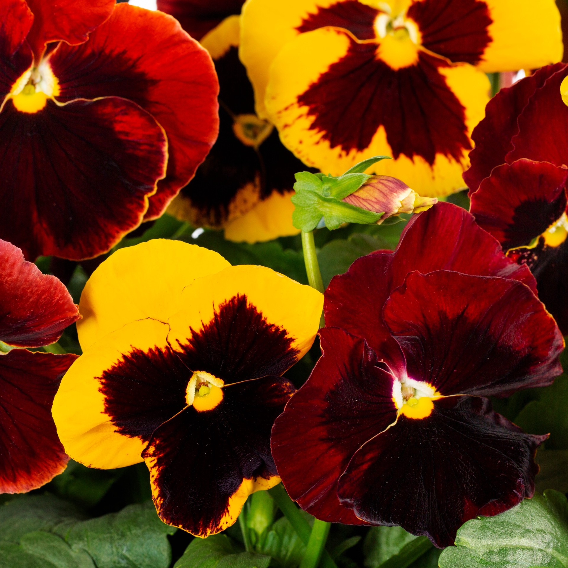 slide 2 of 4, Lowe's Multicolor Pansy in 1.75-Gallons Planter, 1 ct