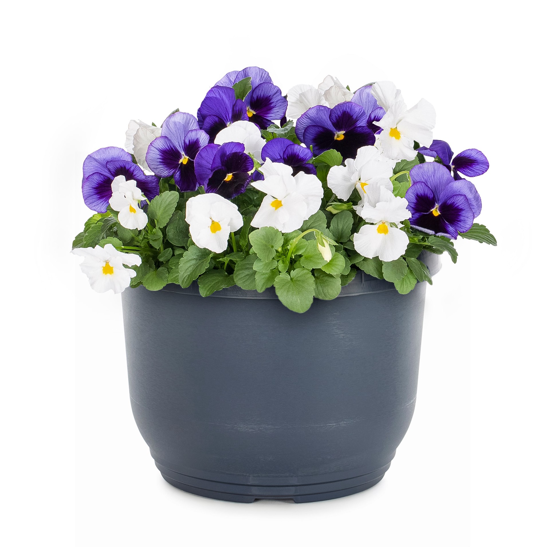 slide 3 of 4, Lowe's Multicolor Pansy in 1.75-Gallons Planter, 1 ct