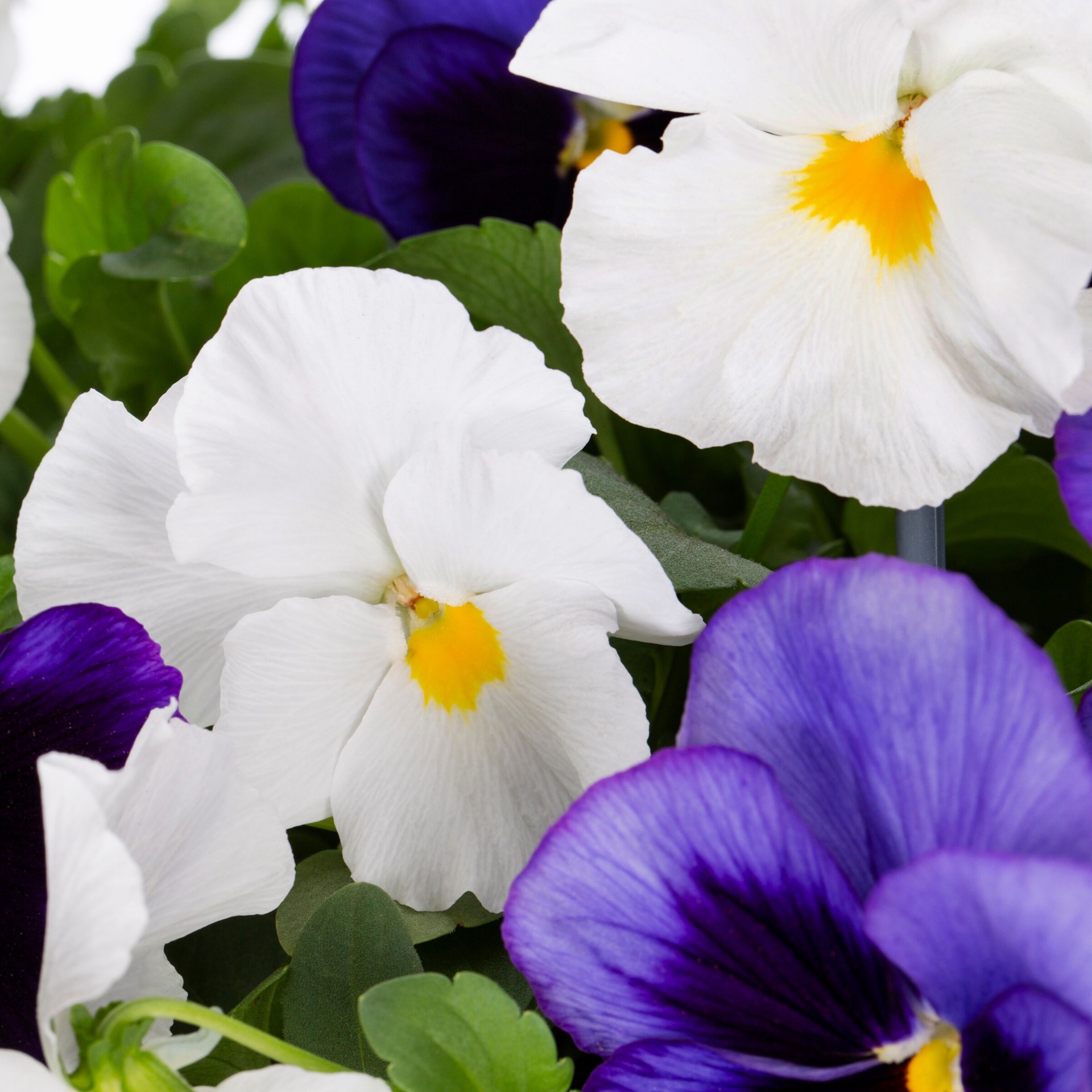 slide 4 of 4, Lowe's Multicolor Pansy in 1.75-Gallons Planter, 1 ct