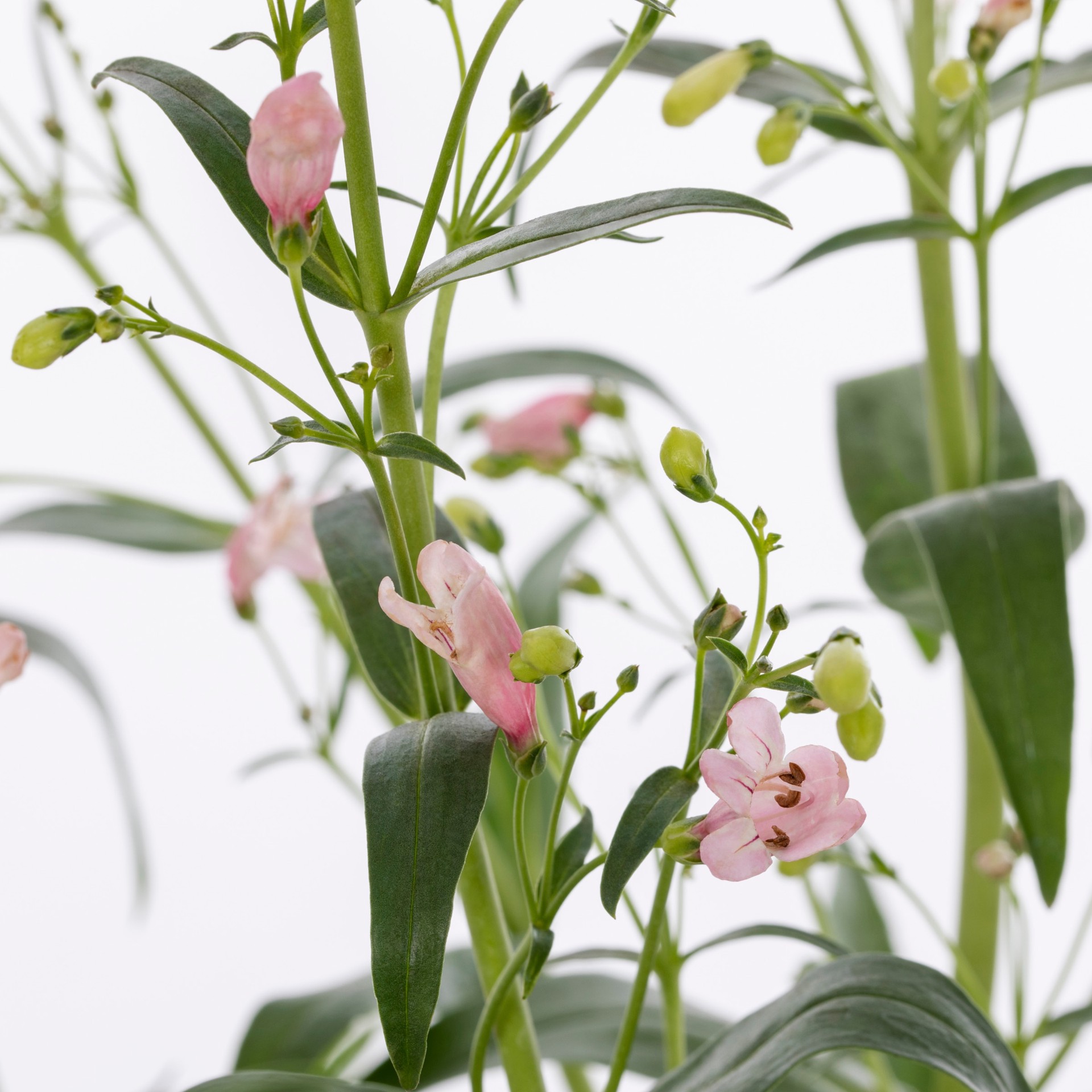 slide 2 of 4, Lowe's Multicolor Beardtongues Plant in 2 -Quart Pot 1 -Pack, 1 ct