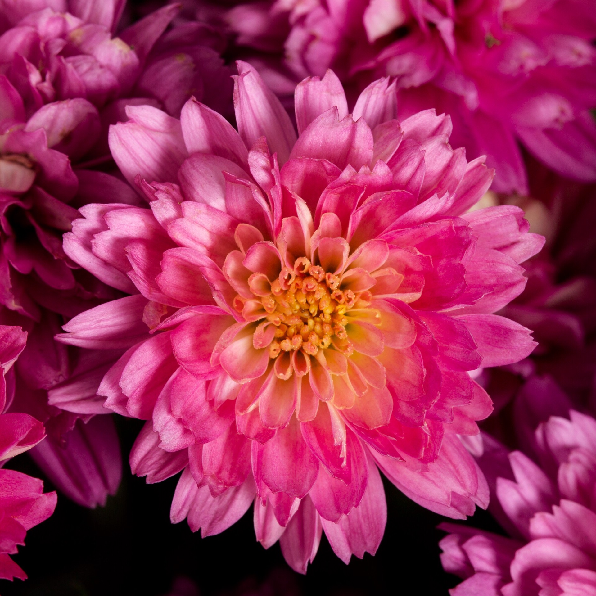 slide 2 of 4, Lowe's Pink Mum in 3 Quart(s) Pot 1 -Pack, 1 ct