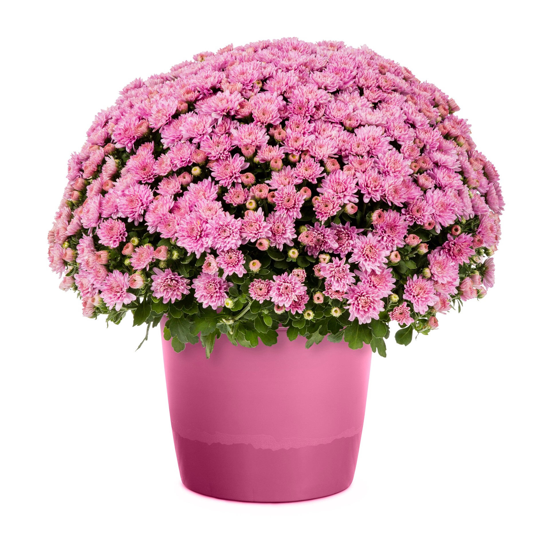slide 1 of 4, Lowe's Pink Mum in 3 Quart(s) Pot 1 -Pack, 1 ct