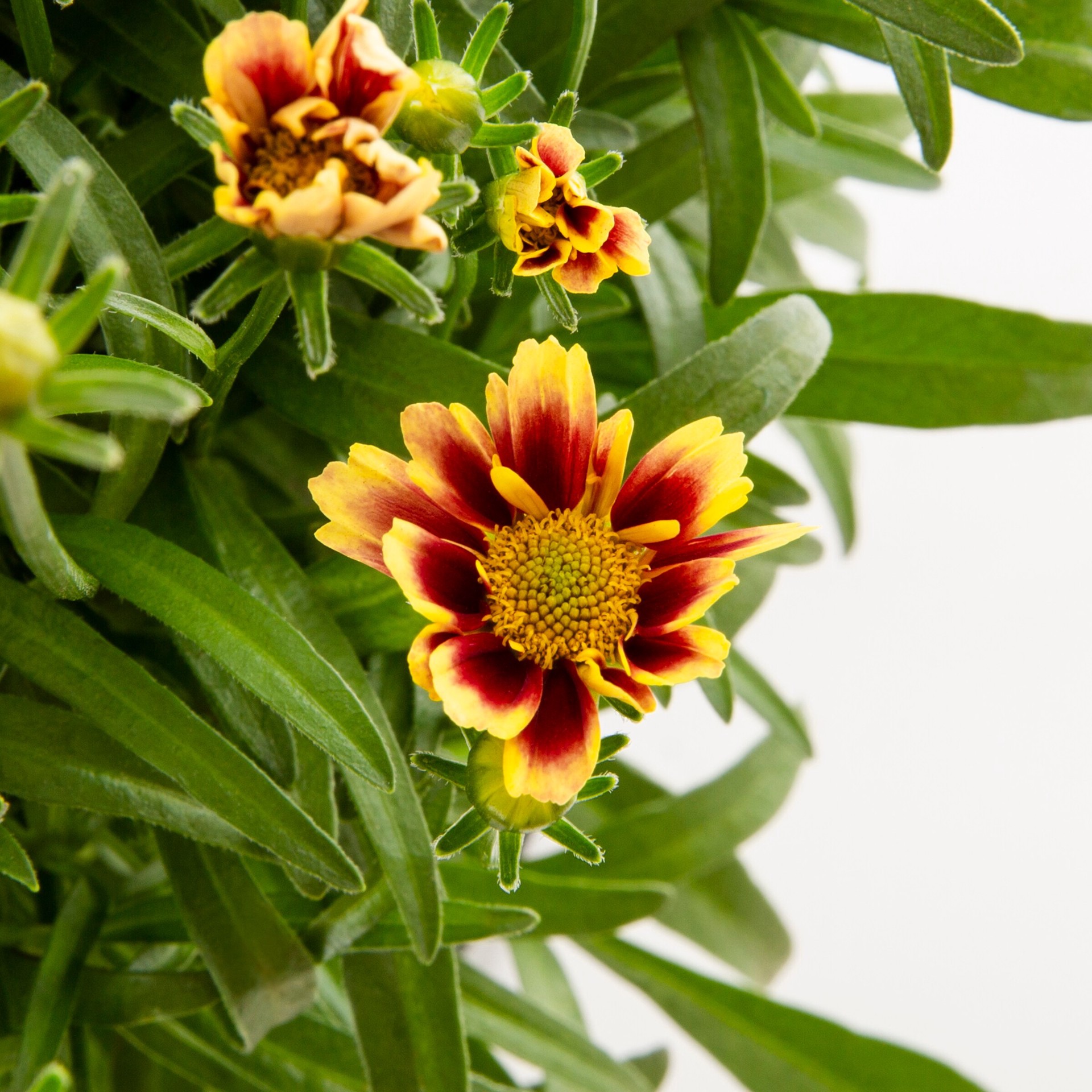 slide 2 of 2, Monrovia Red Li'l Bang Red Elf Coreopsis Plant in 2.5-Quart Pot, 1 ct