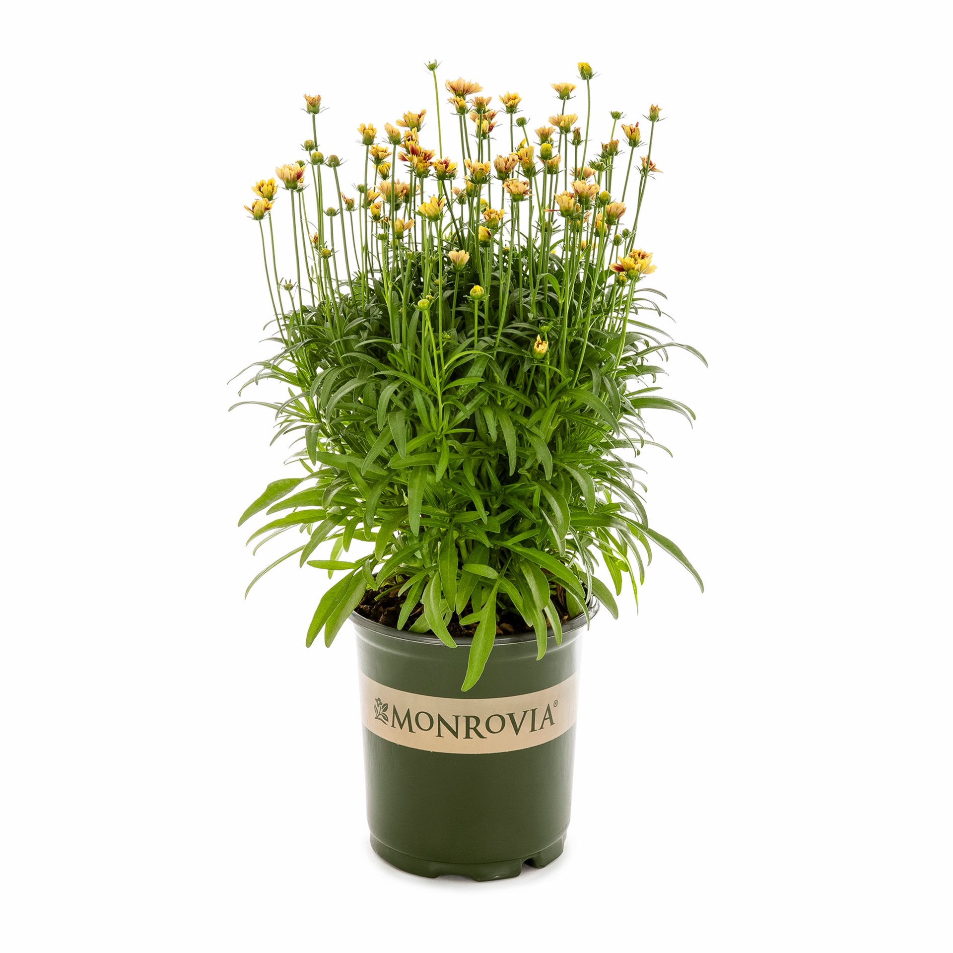 slide 1 of 2, Monrovia Red Li'l Bang Red Elf Coreopsis Plant in 2.5-Quart Pot, 1 ct