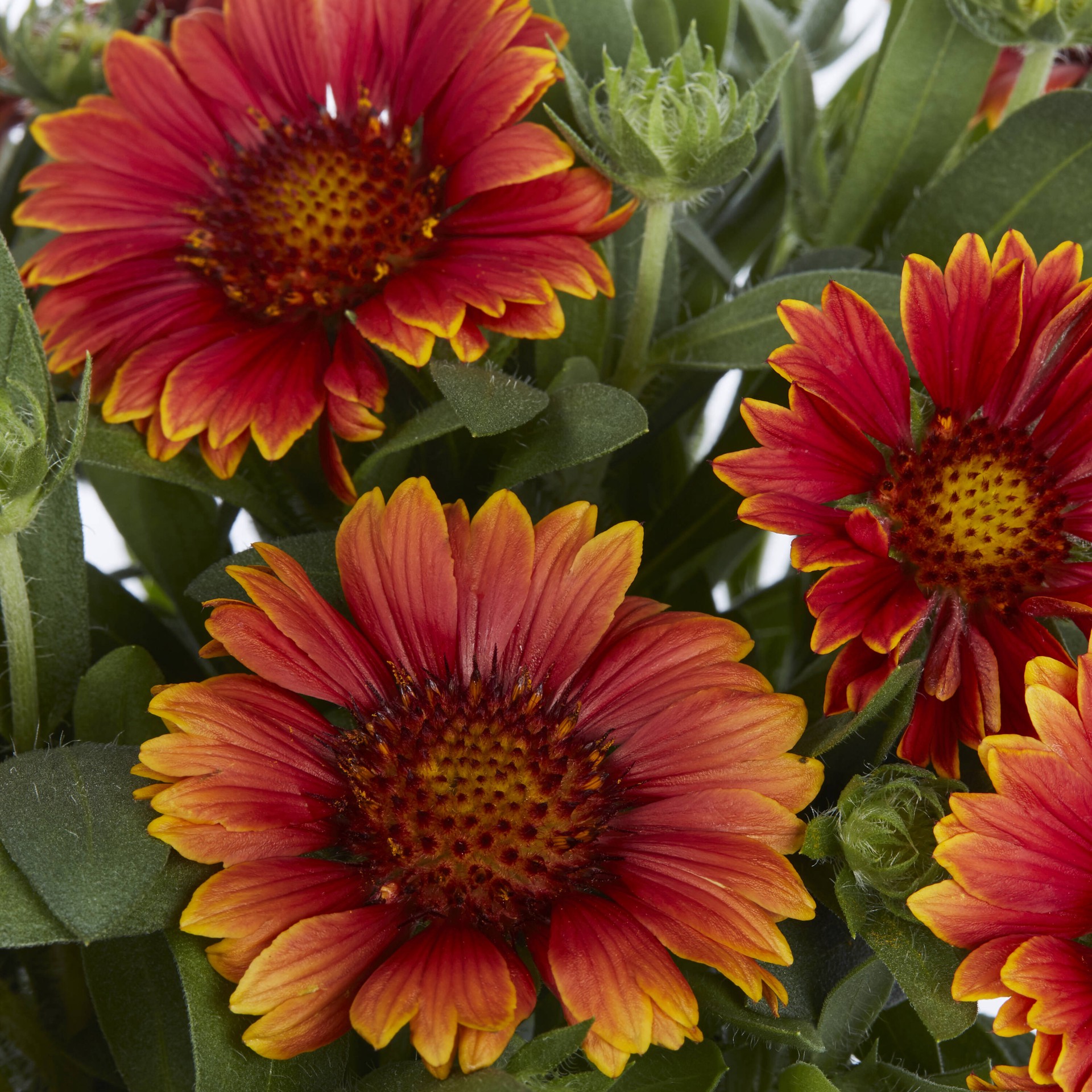 slide 2 of 4, Lowe's Multicolor Yellow Touch Blanketflower Plant in 2 -Quart Pot 1 -Pack, 1 ct