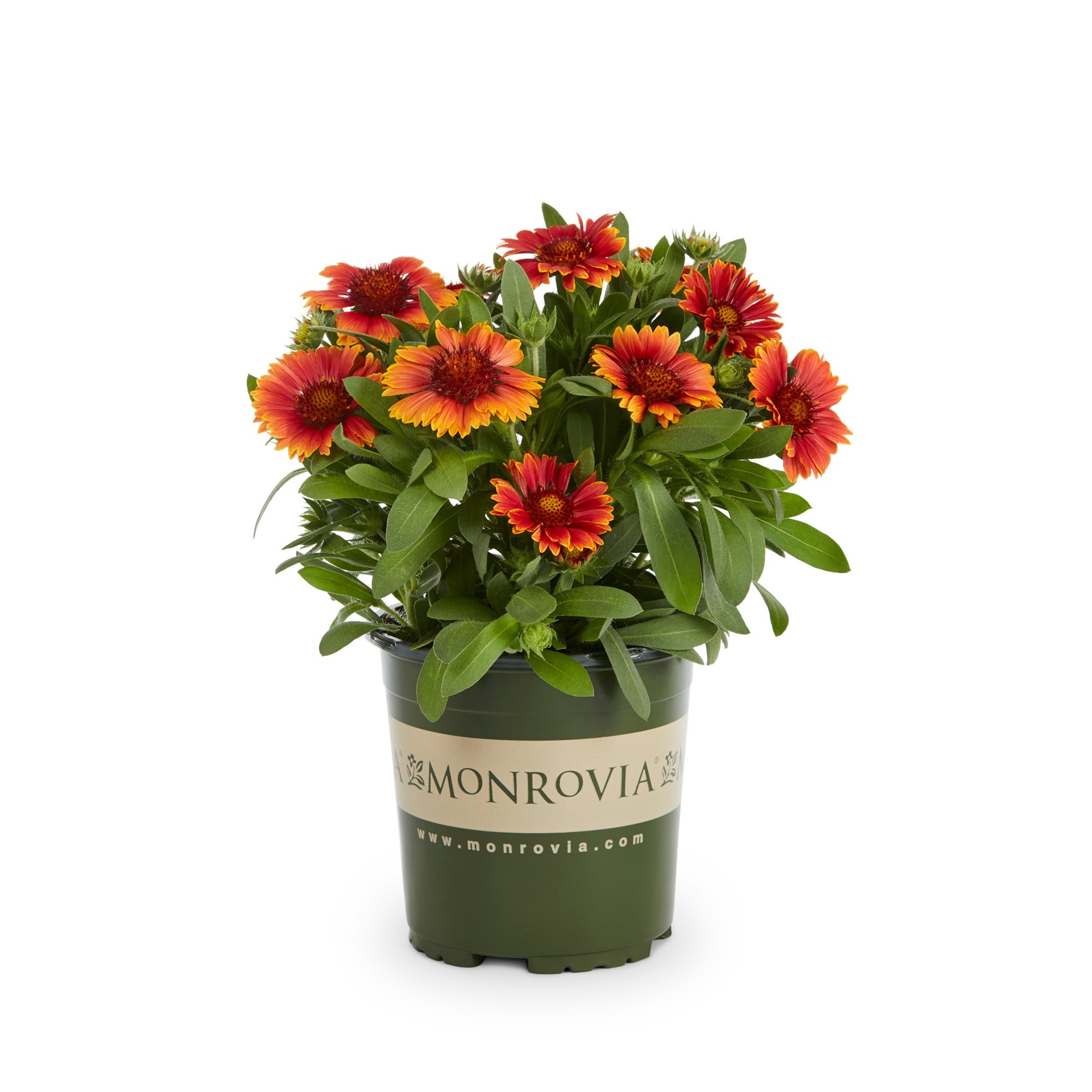 slide 1 of 4, Lowe's Multicolor Yellow Touch Blanketflower Plant in 2 -Quart Pot 1 -Pack, 1 ct