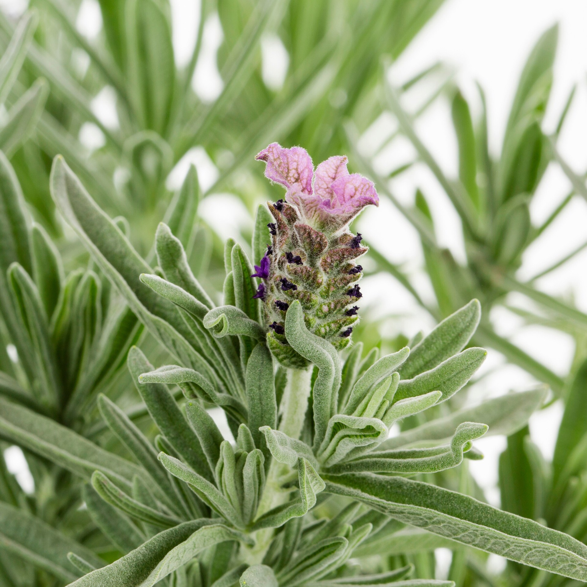 slide 2 of 4, Monrovia Purple Monrovia Lavender Anouk Plant in 2.50 -Quart Pot 1 -Pack, 1 ct
