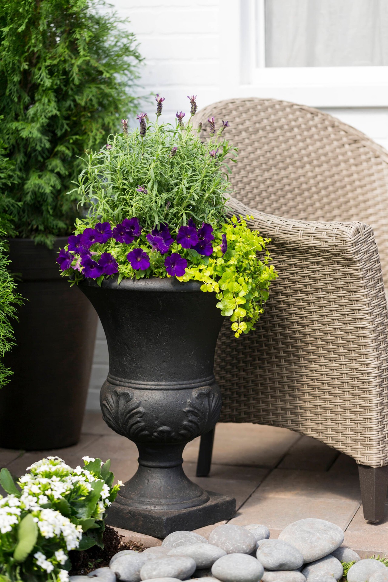 slide 3 of 4, Monrovia Purple Monrovia Lavender Anouk Plant in 2.50 -Quart Pot 1 -Pack, 1 ct