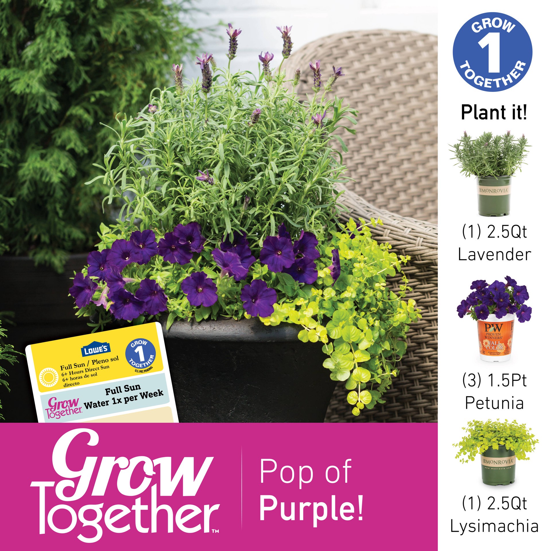 slide 4 of 4, Monrovia Purple Monrovia Lavender Anouk Plant in 2.50 -Quart Pot 1 -Pack, 1 ct