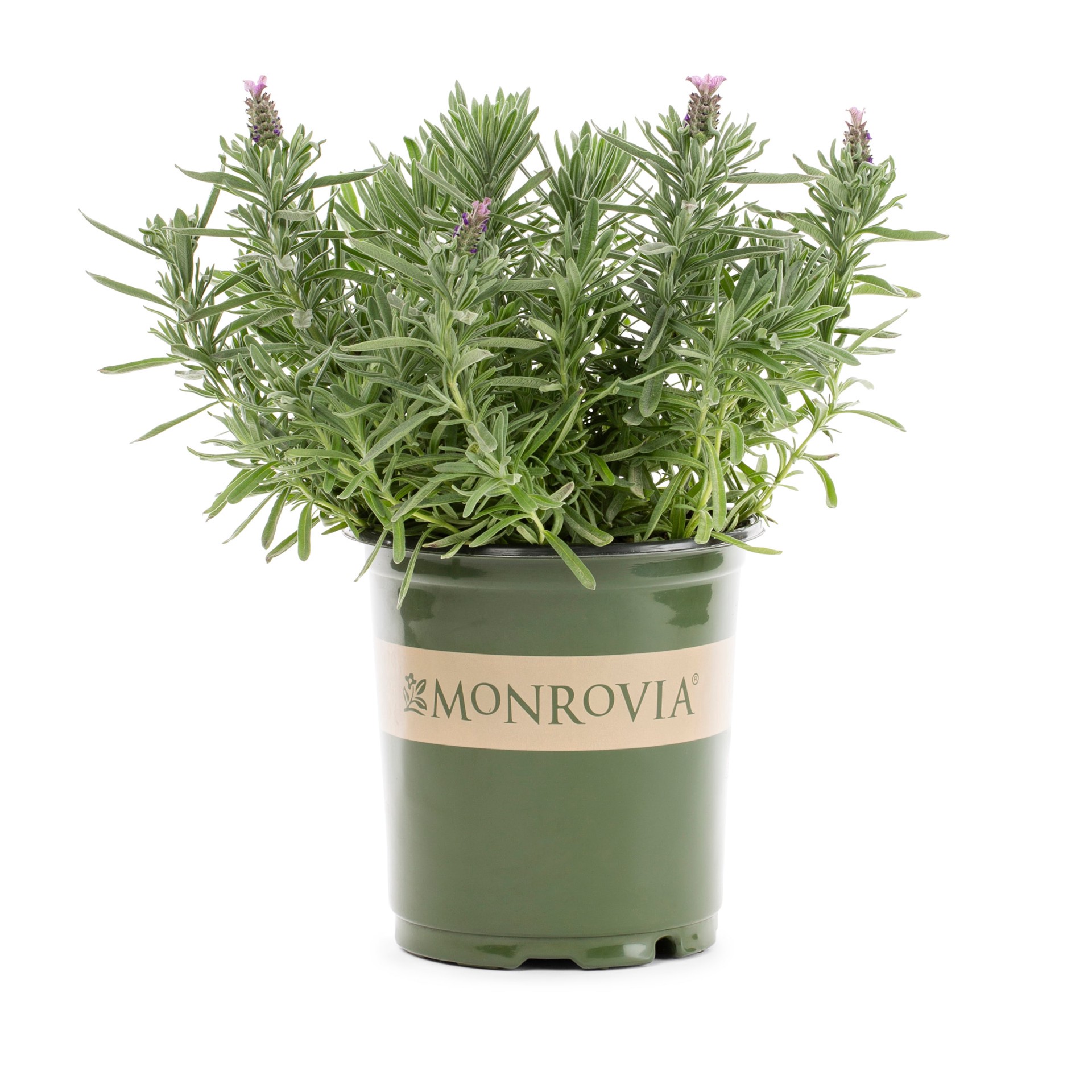 slide 1 of 4, Monrovia Purple Monrovia Lavender Anouk Plant in 2.50 -Quart Pot 1 -Pack, 1 ct