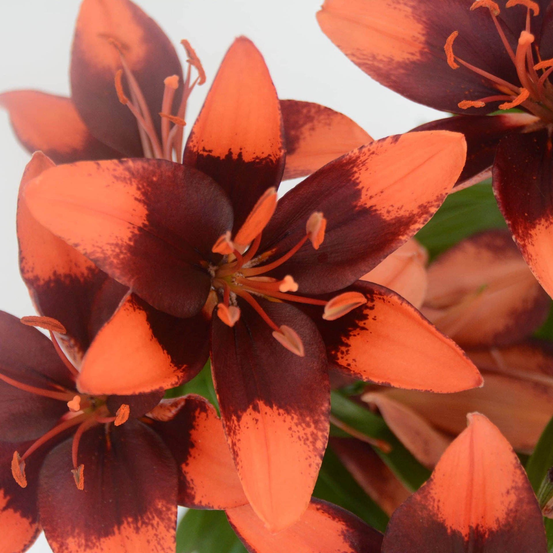 slide 2 of 3, Lowe's Multicolor Monrovia Tiny Shadow Asiatic Lily Plant in 2.5 -Quart Pot 1 -Pack, 1 ct