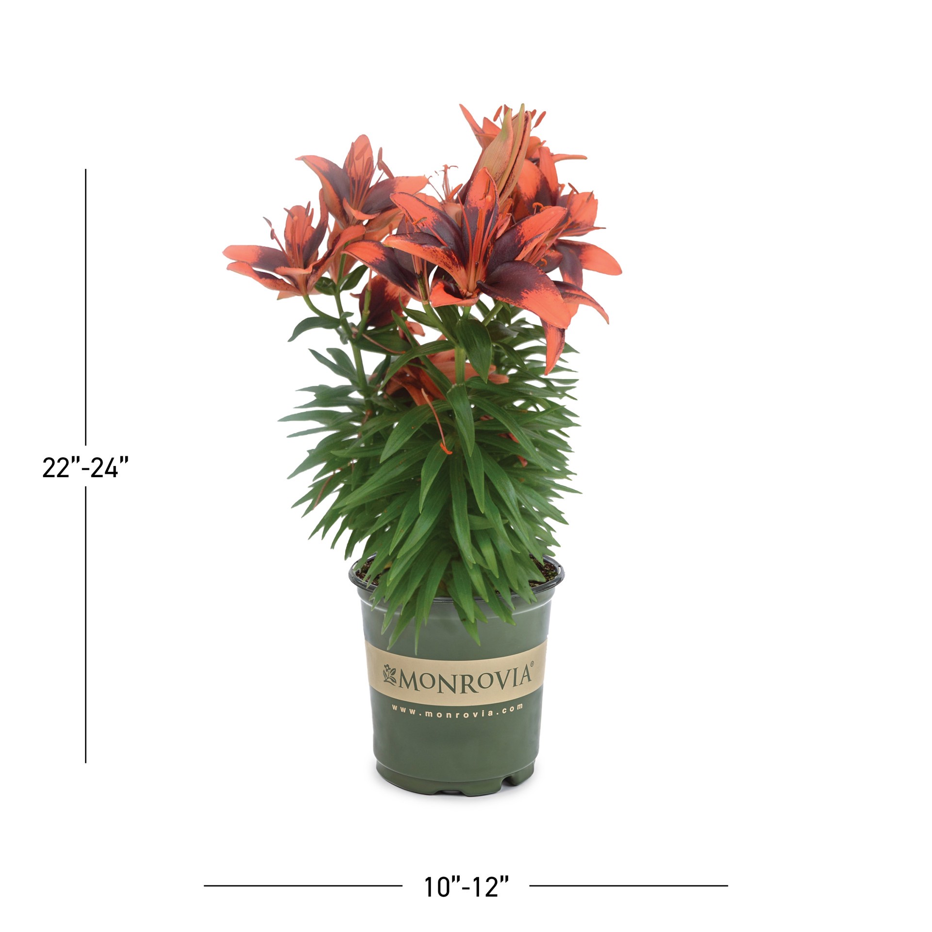 slide 3 of 3, Lowe's Multicolor Monrovia Tiny Shadow Asiatic Lily Plant in 2.5 -Quart Pot 1 -Pack, 1 ct