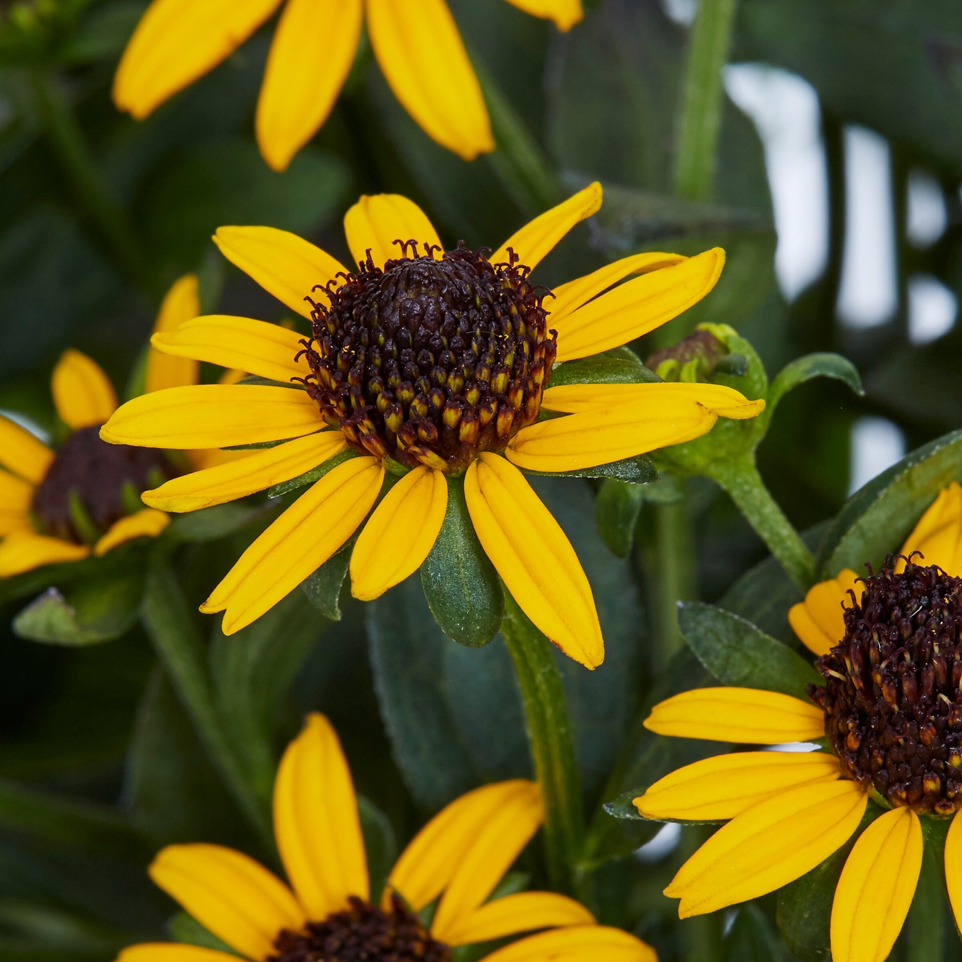 slide 2 of 3, Monrovia Yellow Rudbeckia Little Goldstar Plant in 2.5-Quart Pot, 1 ct