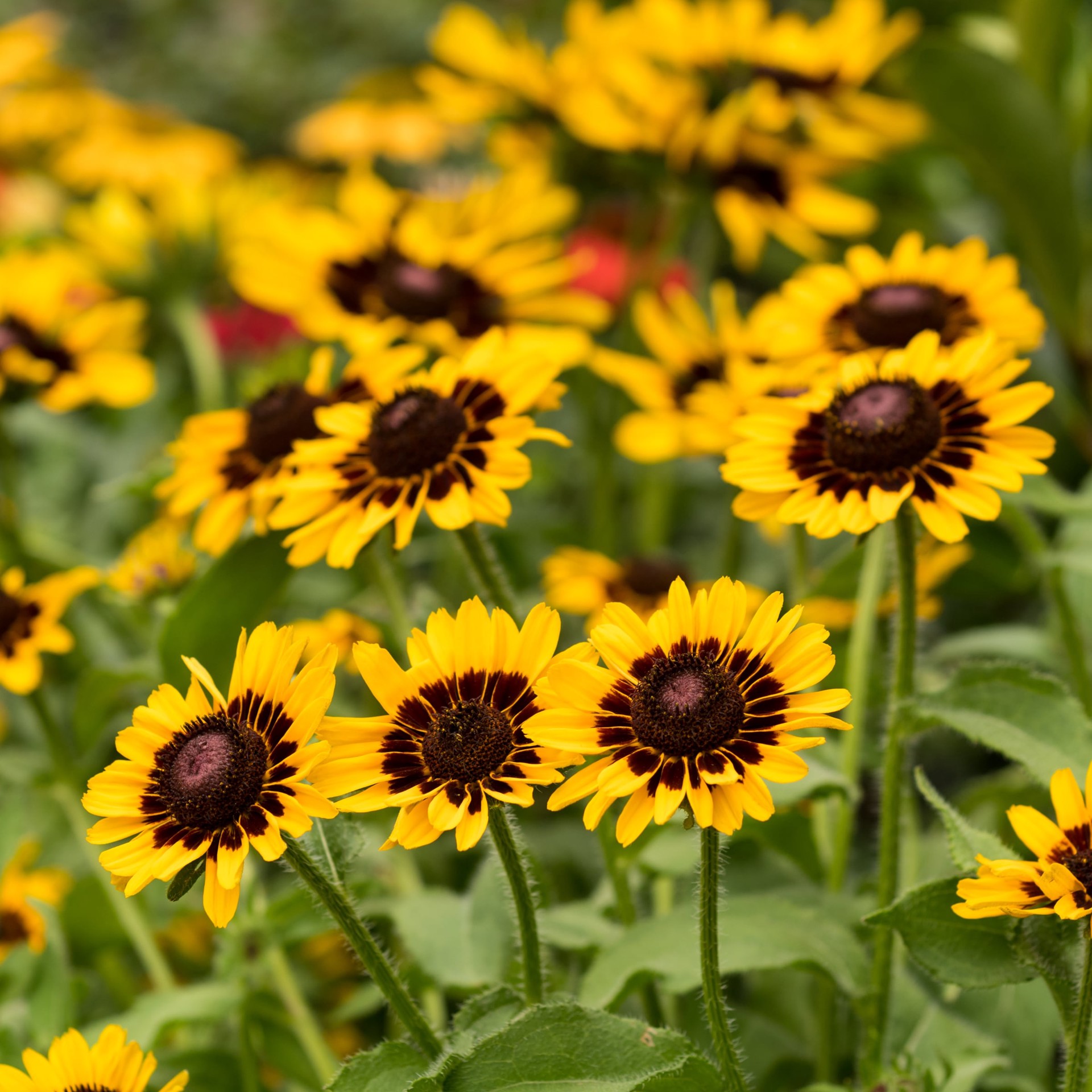 slide 3 of 3, Monrovia Yellow Rudbeckia Little Goldstar Plant in 2.5-Quart Pot, 1 ct