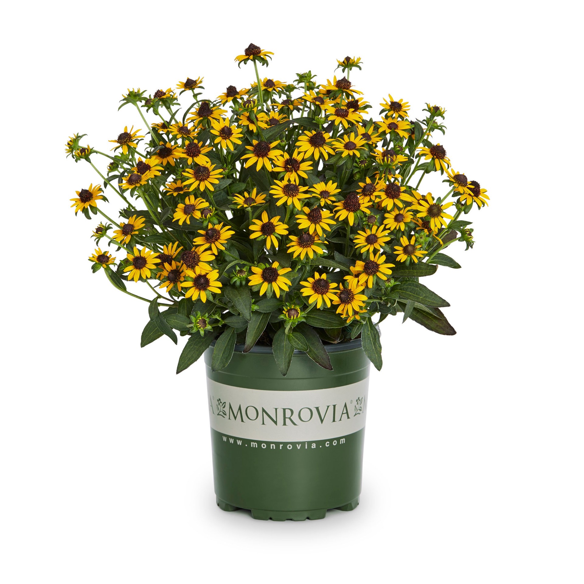 slide 1 of 3, Monrovia Yellow Rudbeckia Little Goldstar Plant in 2.5-Quart Pot, 1 ct